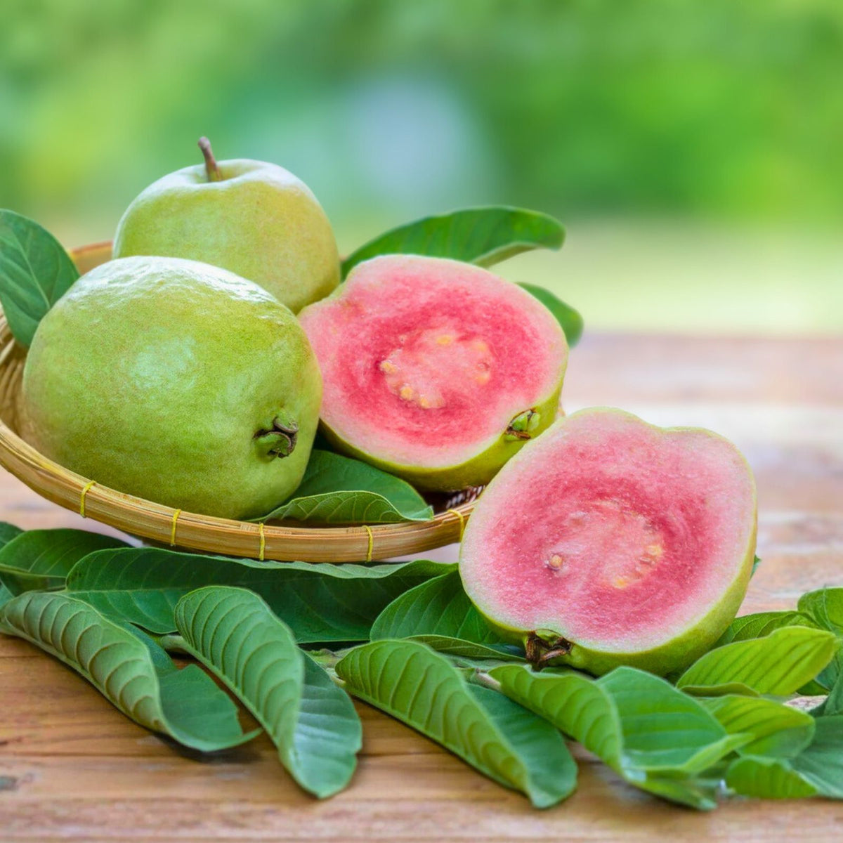 Ruby Supreme Guava Plant - 3 Gallon - Tropical Fruit - Psidium guajava - Sweet Pink Flesh, Easy to Grow