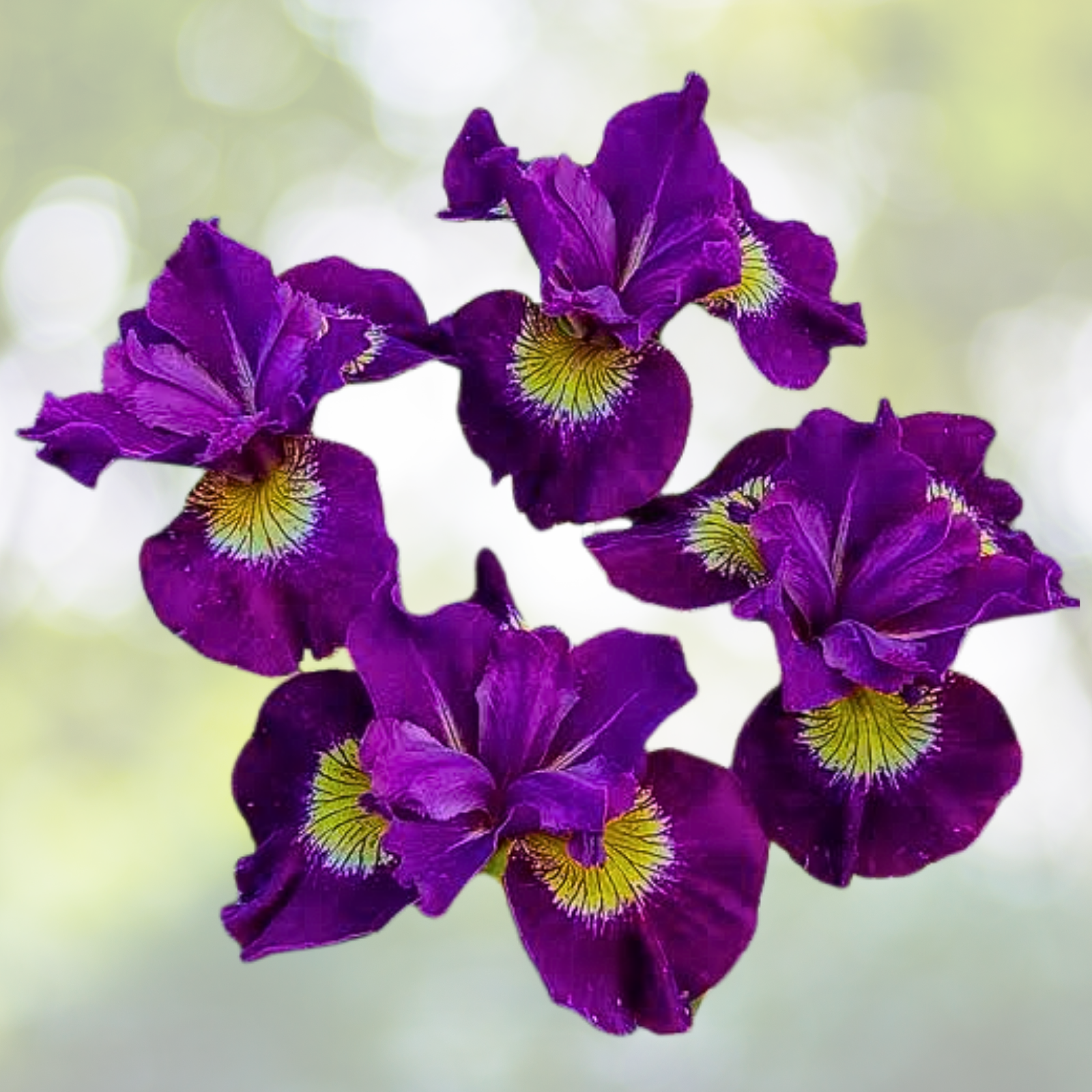 Siberian Iris Seeds - 30pcs Black Flowered Beauty - Velvety Almost Black Bloom - Iris sibirica