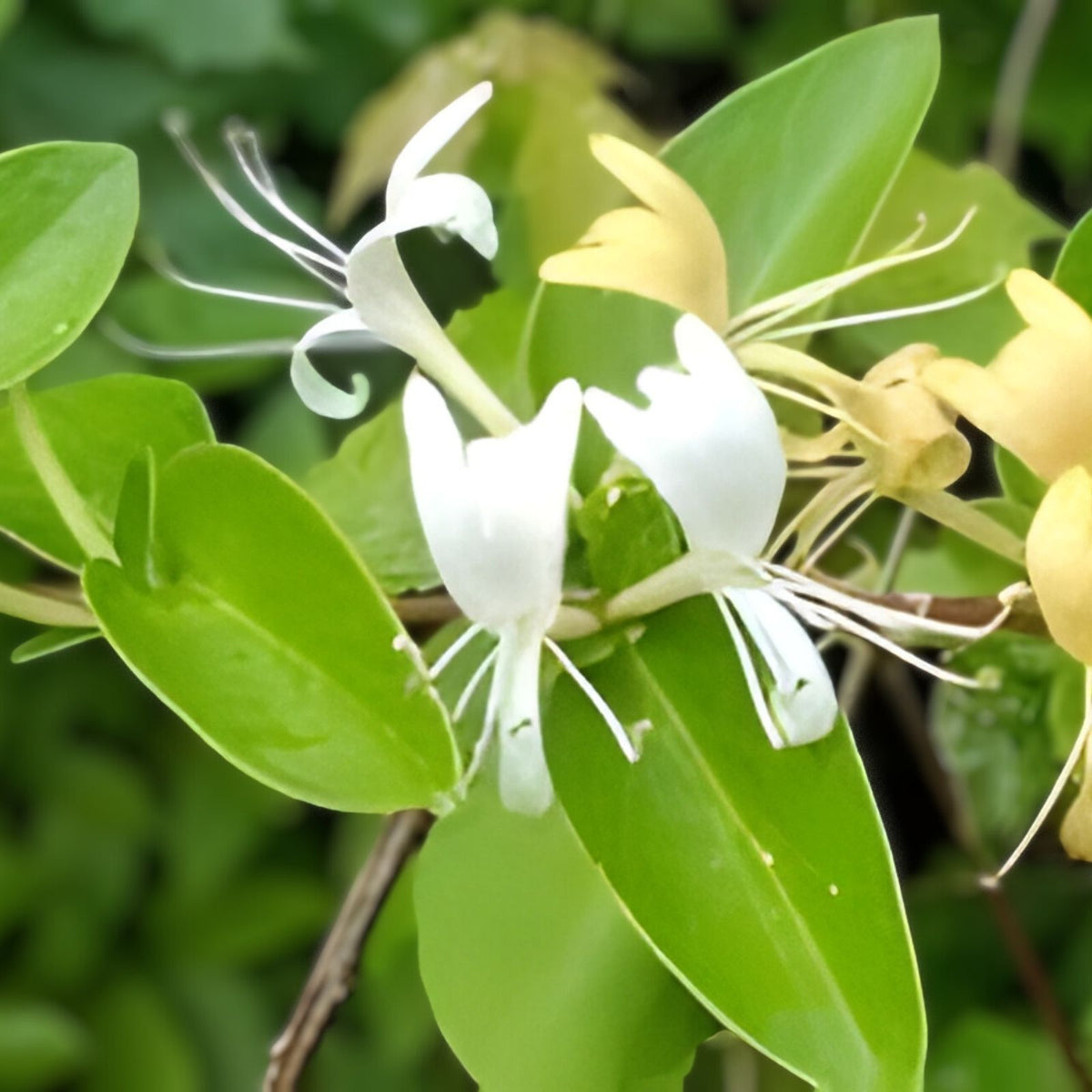 Japanese Honeysuckle Vine - 5 Live Rooted Plants - Fragrant Lonicera japonica - Southern Alabama Heritage