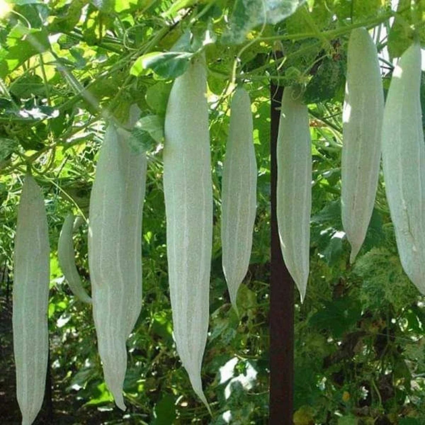 Long Snake Gourds Seeds 10 Pack, Chichinda Variety, Grow 8-10 Feet, Cucurbita ficifolia, Edible Vegetable Seed Kit