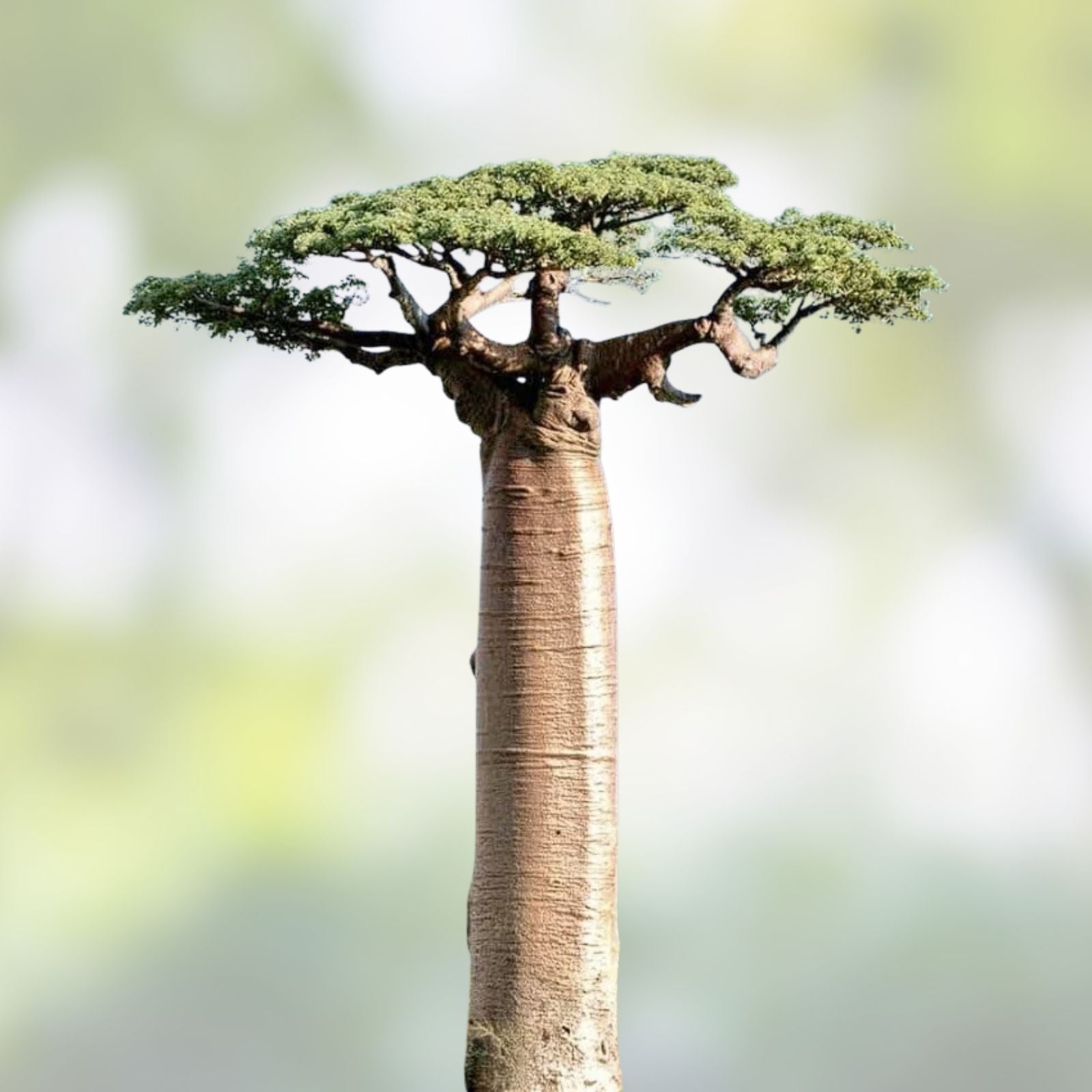 Baobab Tree Seeds 5 Pack - Adansonia digitata - Grow Your Own Baobab Tree - Tropical Fruit Tree Seeds