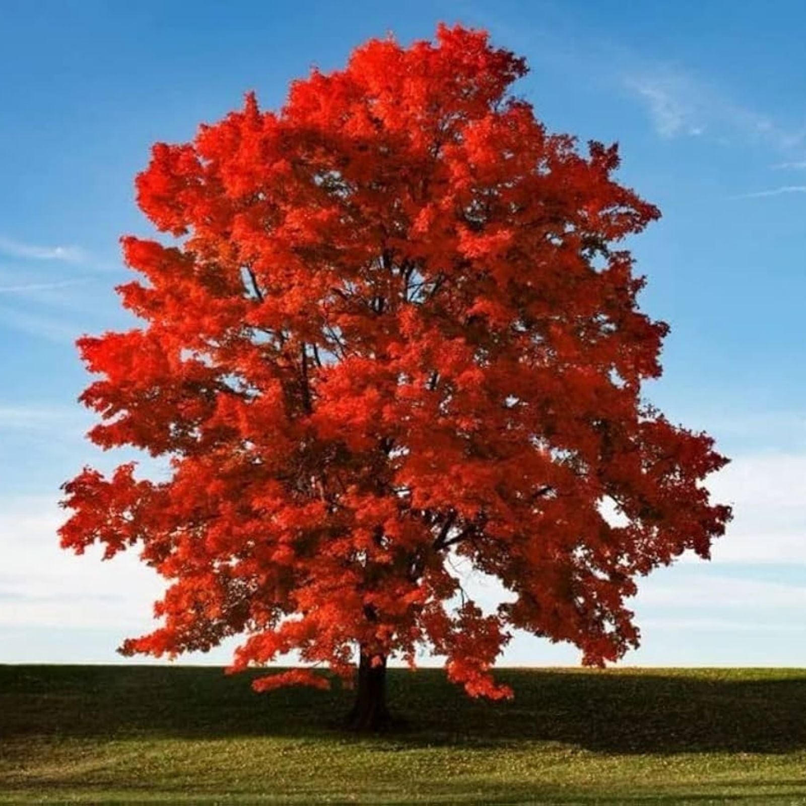 Red Maple Tree Seeds 50 Pack - Acer rubrum - Stunning Red Leaves - Ornamental Tree Seeds for Gardening and Landscaping