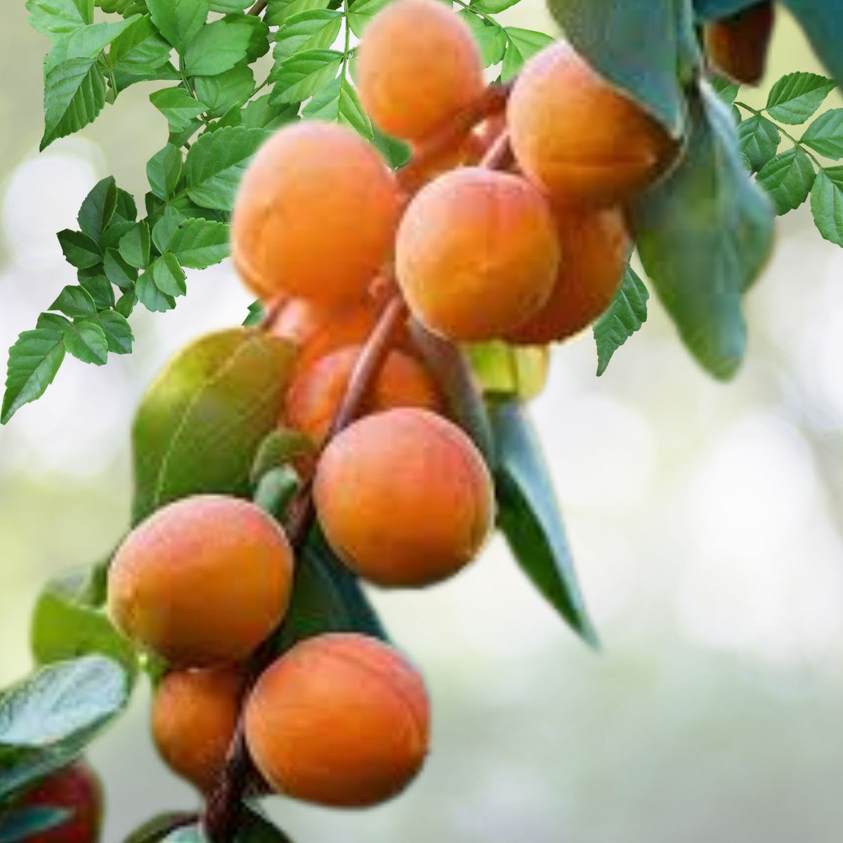 Apricot Fruit Seeds - 7 Pack - Prunus armeniaca, Organic, Non-GMO Seed for Home Gardening