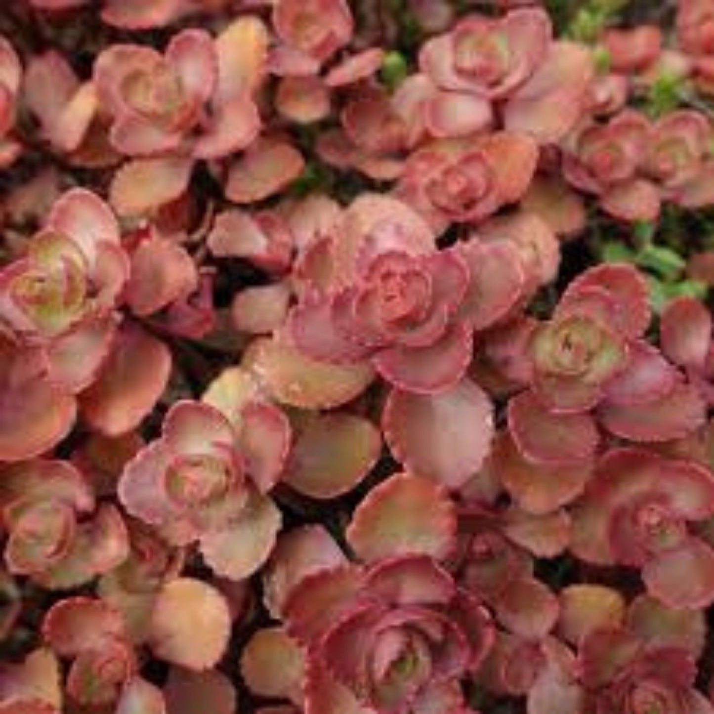 Red Carpet Sedum Live Plant Starter Clump – Trailing Succulent with Red Foliage, Evergreen – Sedum spurium