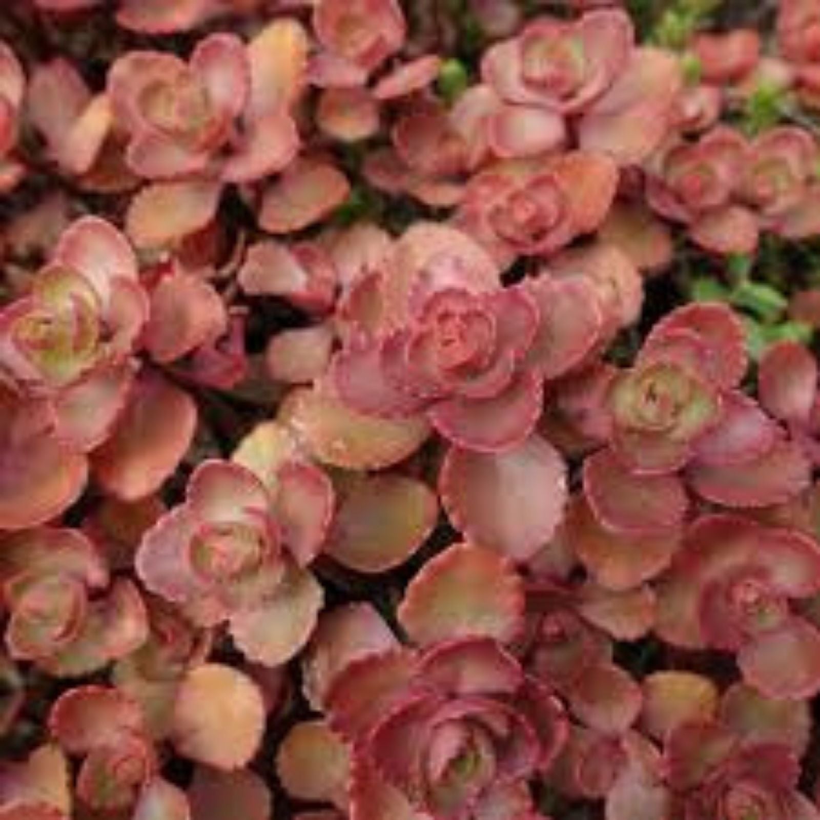 Red Carpet Sedum Live Plant Starter Clump – Trailing Succulent with Red Foliage, Evergreen – Sedum spurium