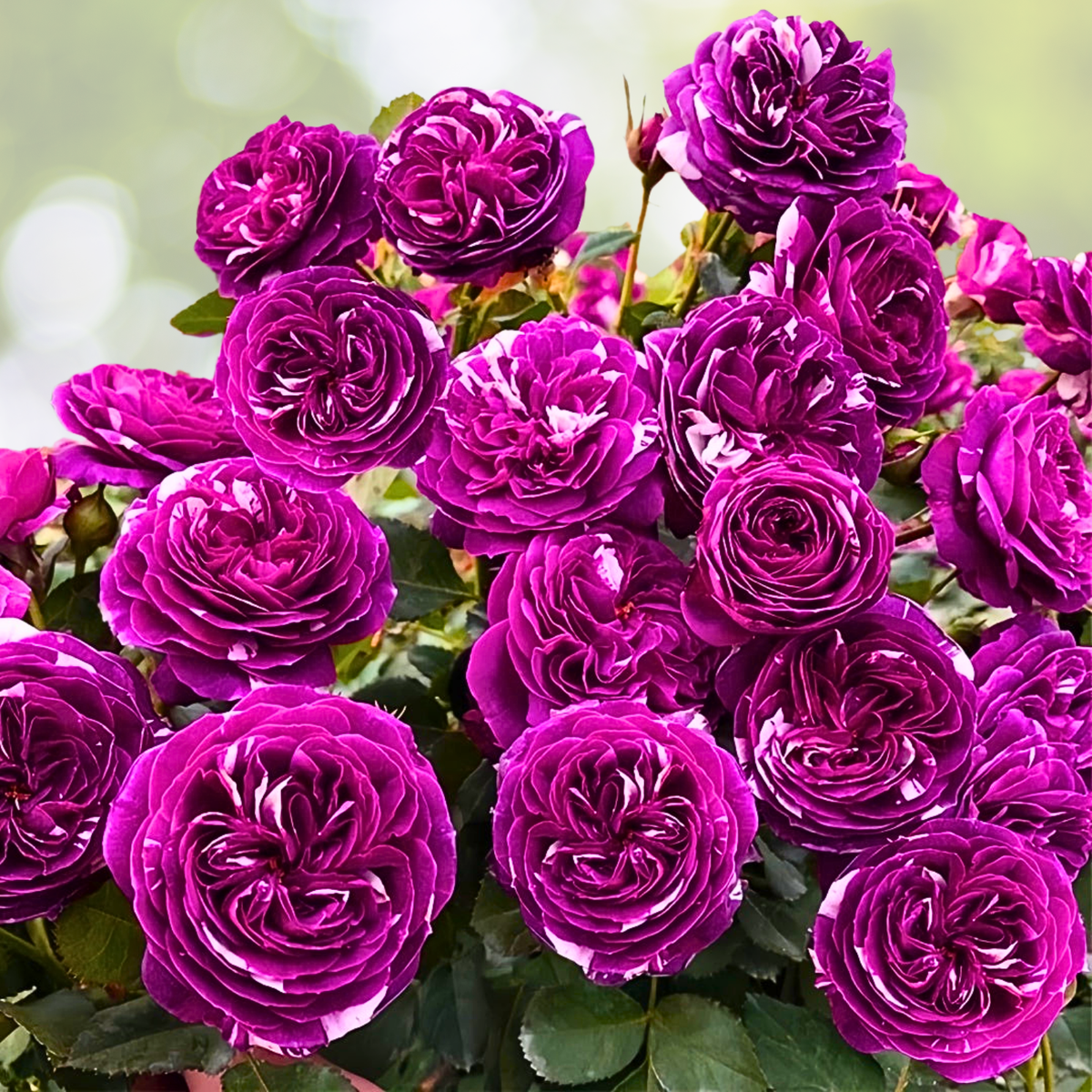 20pcs Scented Jewel Rose Seeds, Purple & White, Fragrant Floribunda Variety, Rosa spp.