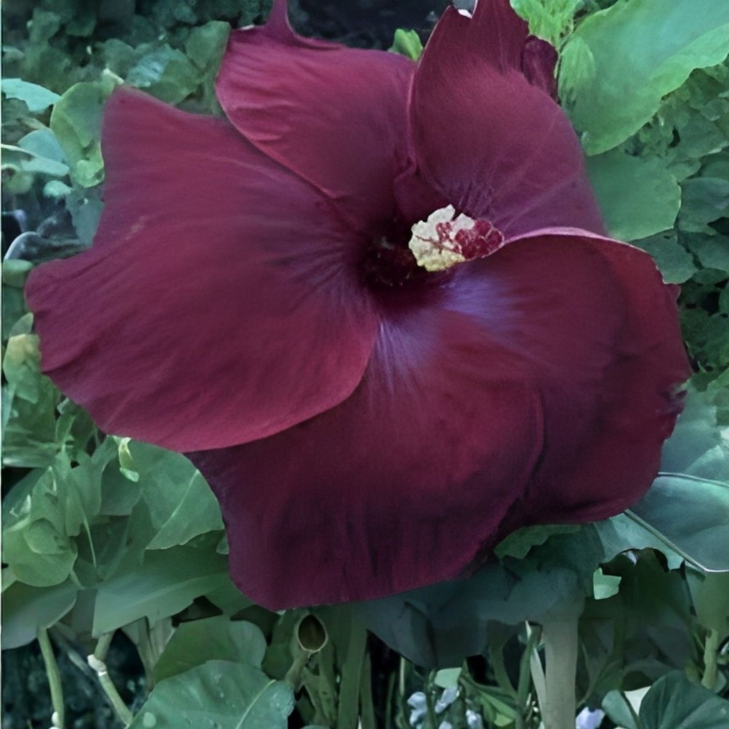 Rare Hibiscus Cuttings - Black Baron - 3 Fresh Unrooted Hibiscus acetosella Plant Cuttings
