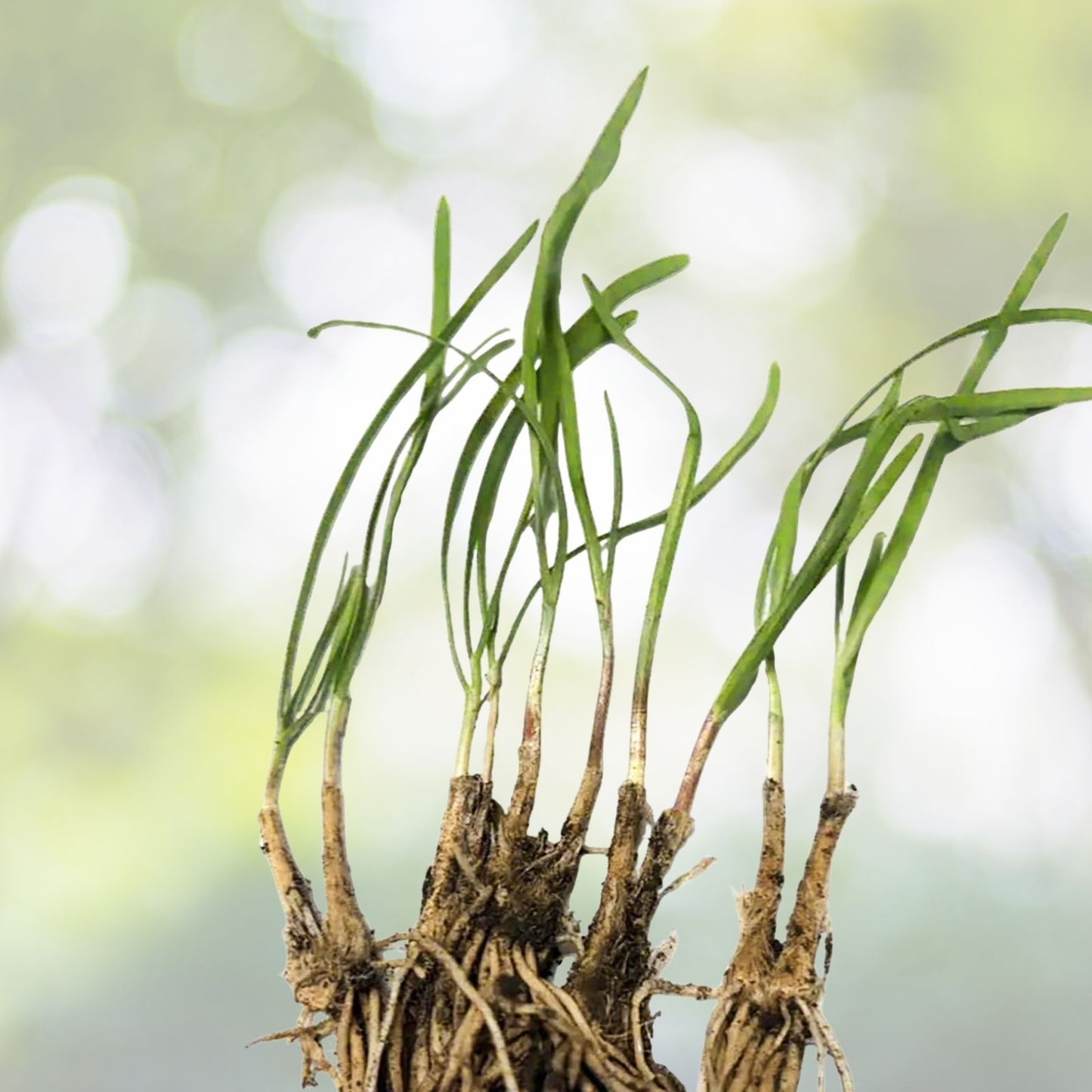 Garlic Chives Live Plant Bare Roots - Hardy Perennial Herb Jiu Cai - Allium tuberosum - 15 Organics