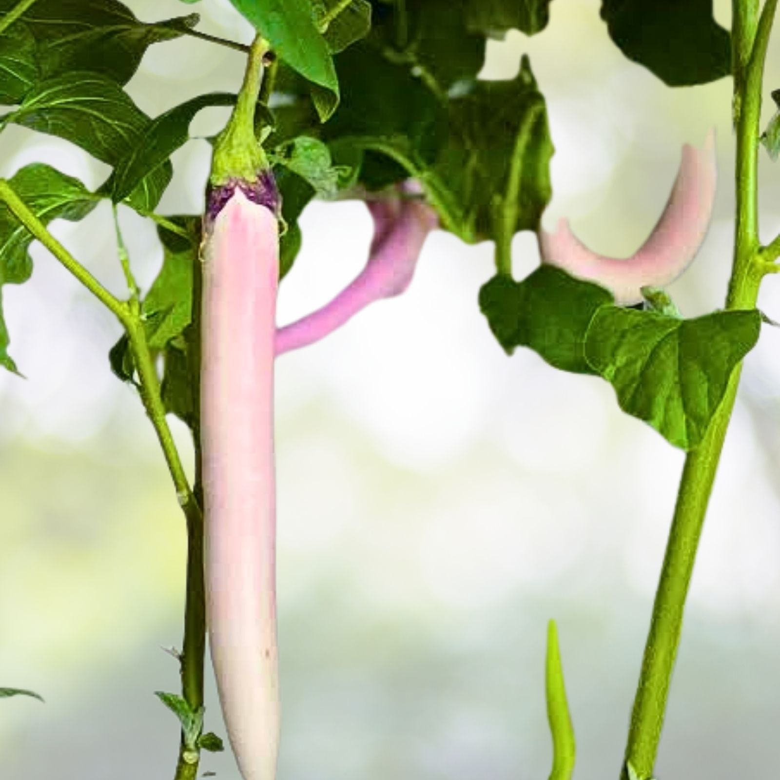 Live Chinese Eggplant Plant - 4" Pot - Heirloom Variety - Solanum melongena Seedling
