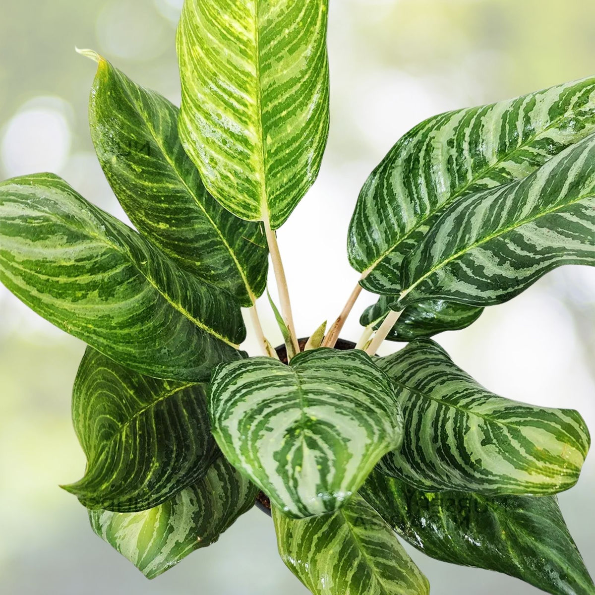 Aglaonema 'Moonlight Bay' 10" Pot | Chinese Evergreen | Low Maintenance Air Purifying Plant | Houseplant