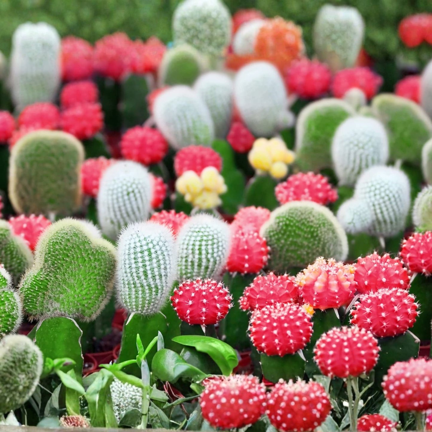 Cactus Seeds Mix - 100 Seeds - Exotic Varieties - Succulent Seeds for Planting - Ships from Iowa, USA