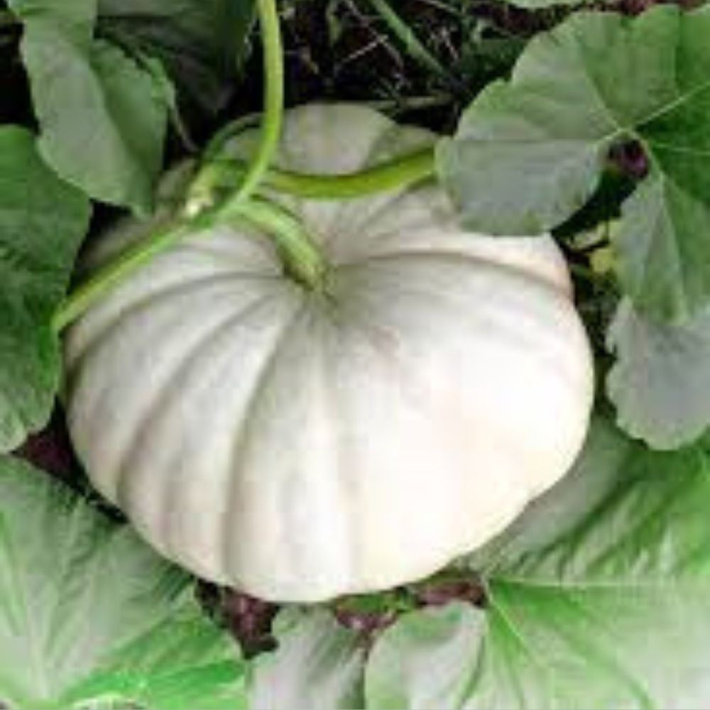 Casper The White Ghost Pumpkin Seeds 10 Organic Non-GMO Heirloom Variety USA Grown Cucurbita pepo