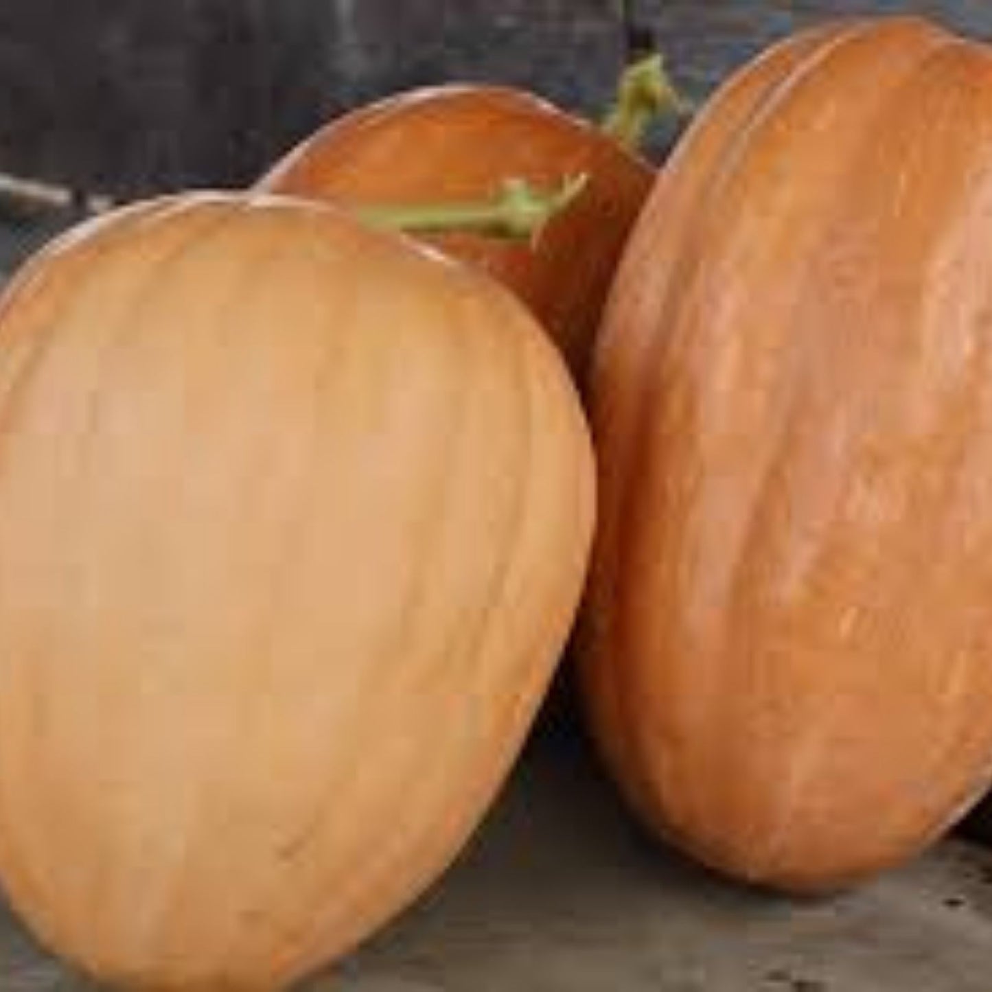 Organic Pumpkin Seeds 10 Pack Heirloom Dickinson USA Grown Non-GMO Natural Snack