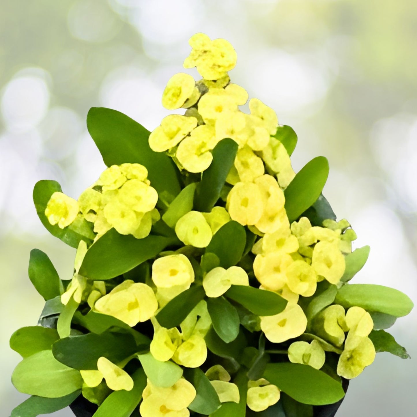 Light Yellow Crown of Thorns Cutting - 1 Count, No Roots, Euphorbia milii, Succulent Plant, Indoor Garden, Drought Tolerant