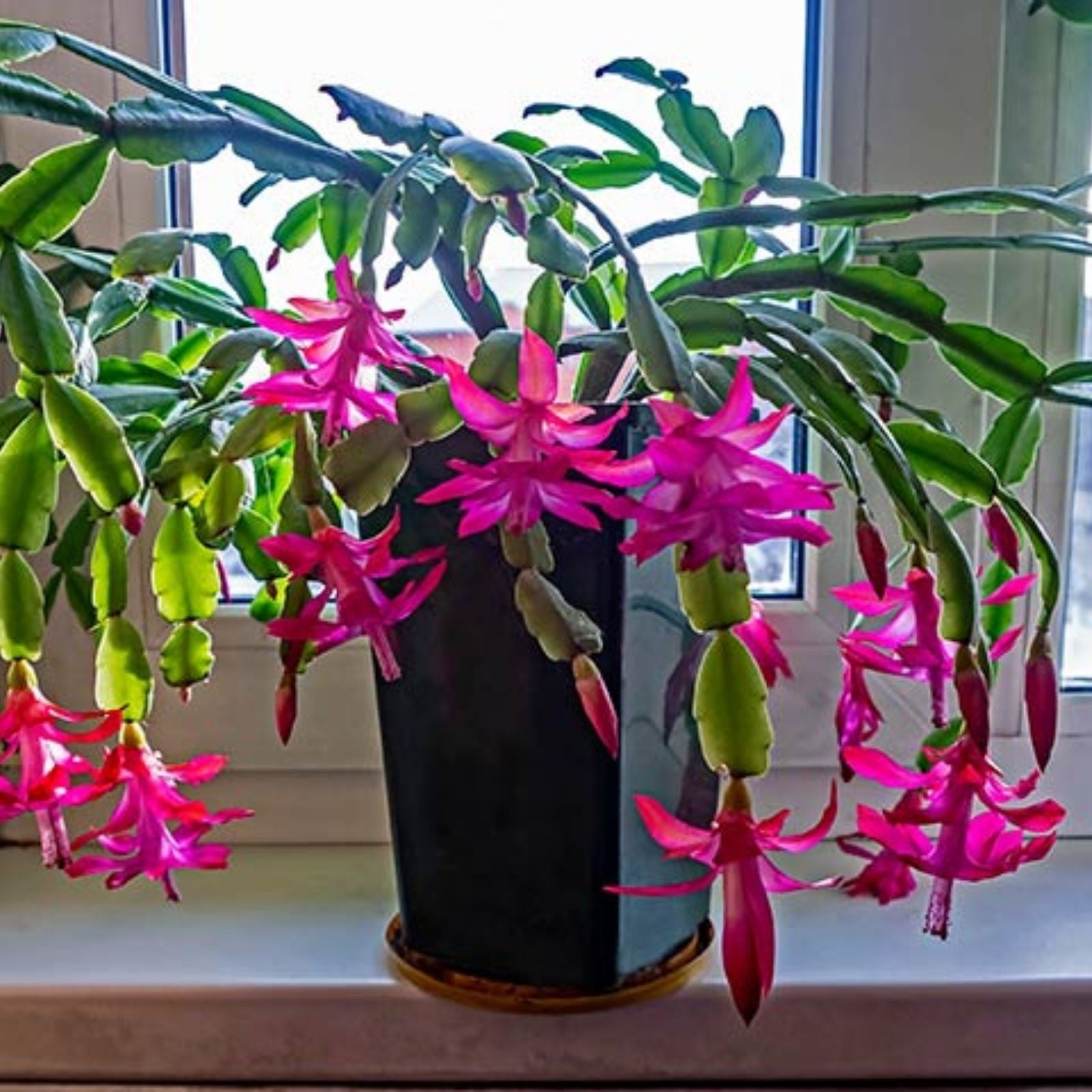Christmas Cactus Cuttings 4-5" Red Coral Schlumbergera Planting Material, Indoor Plant, Holiday Gift