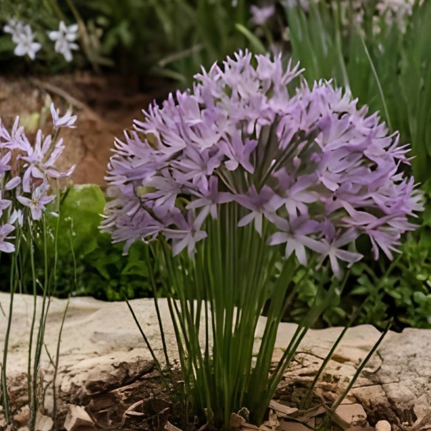 Society Garlic Seeds 50 Count | Ornamental Edible Perennial Flowers Tulbaghia violacea