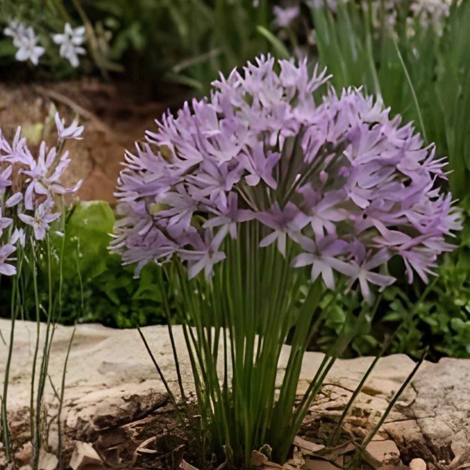 Society Garlic Seeds 50 Count | Ornamental Edible Perennial Flowers Tulbaghia violacea