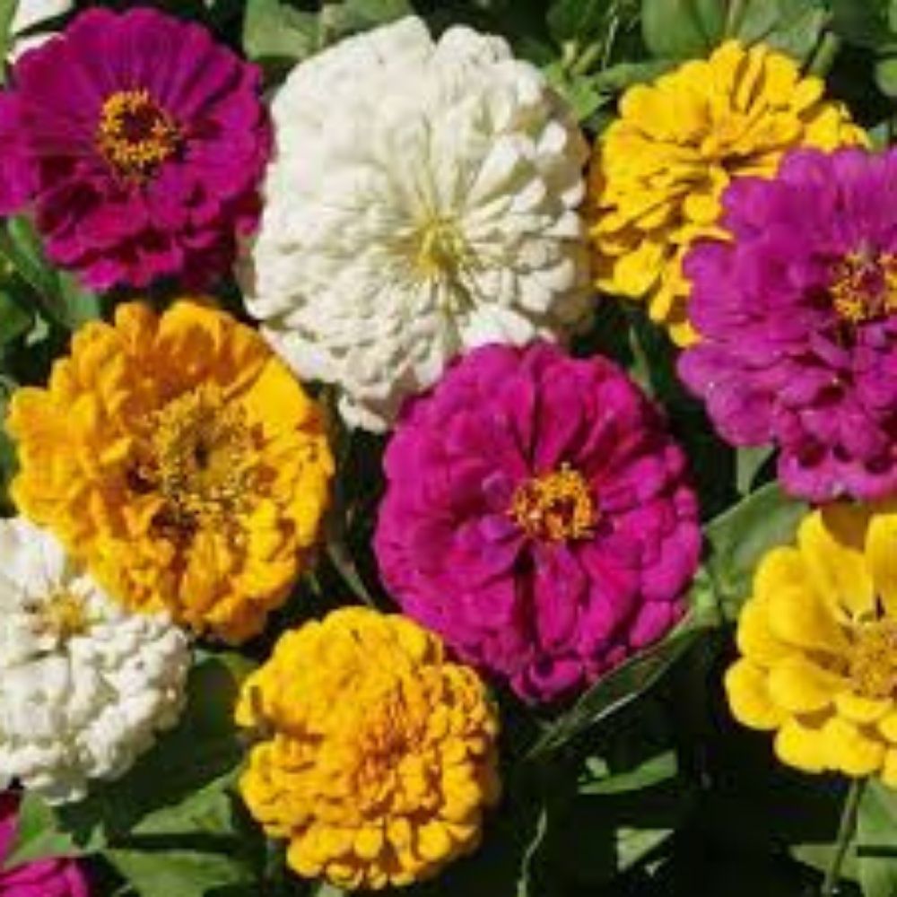 Zinnia Seeds 100 Pack Organic Mardi Gras Mix Colorful Garden Flowers Zinnia elegans USA Grown