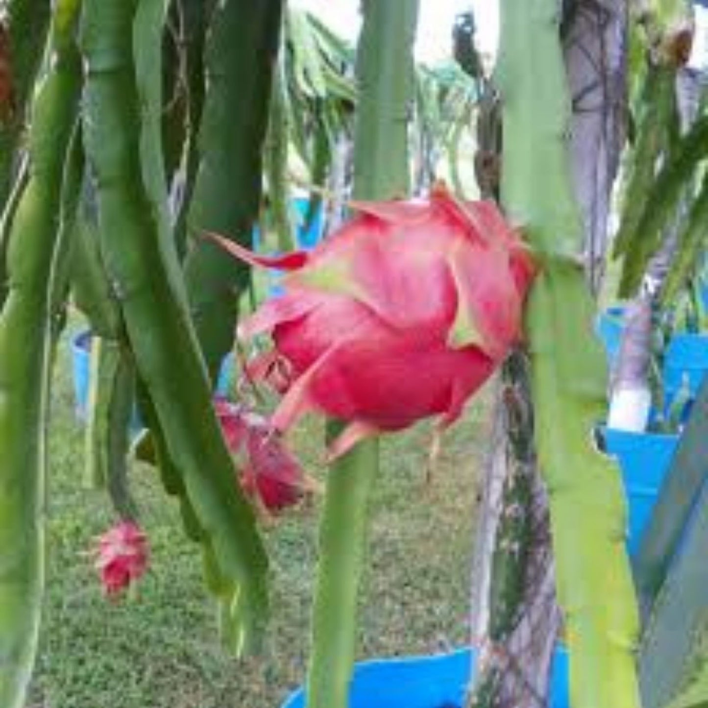 Purple Haze Dragon Fruit Cuttings - Propagation Plant - Hylocereus undatus - Edible Fruit Plant