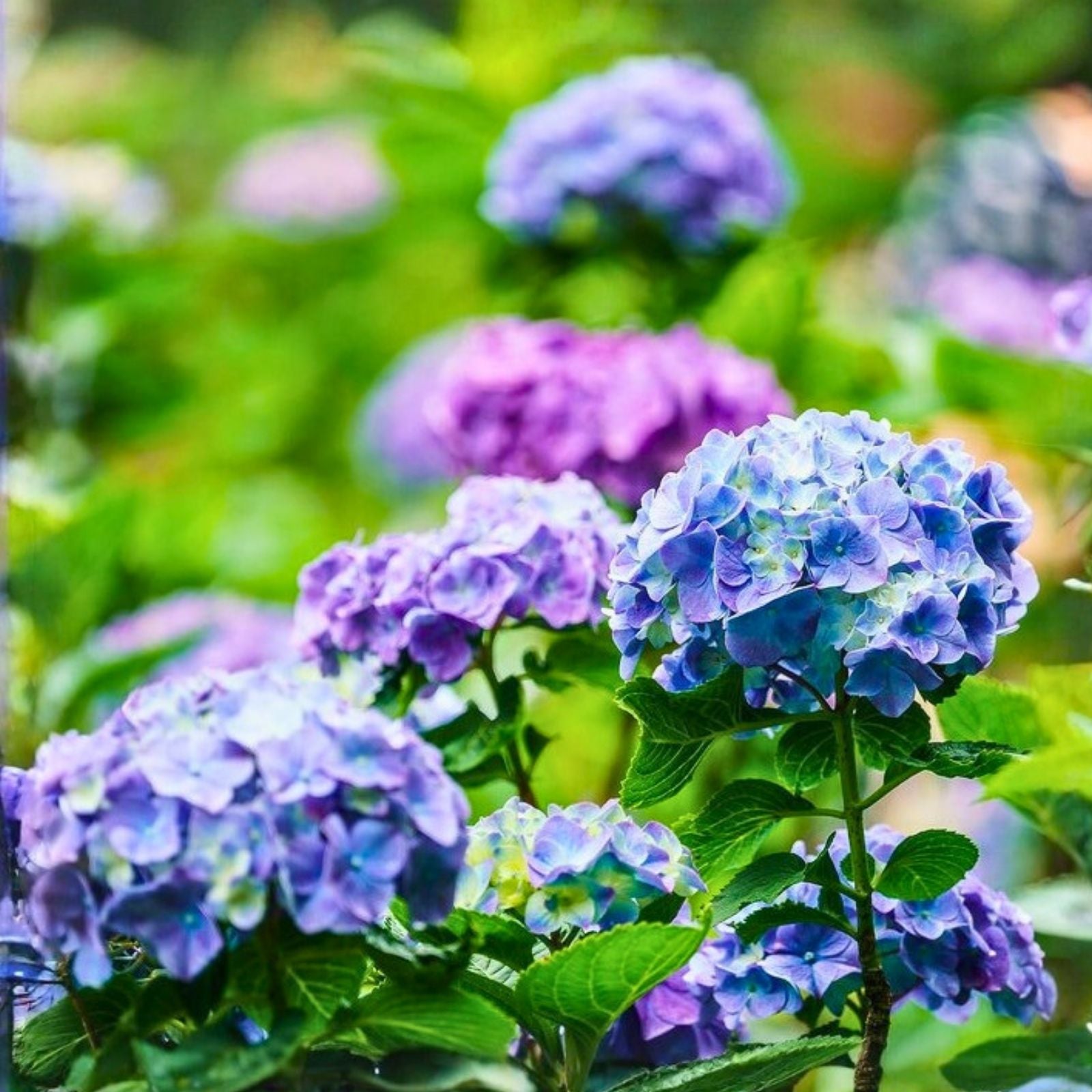 Hydrangea Seeds 85 or 250 Pack Non-GMO Royal Dream Variety Flower Seeds Hydrangea macrophylla