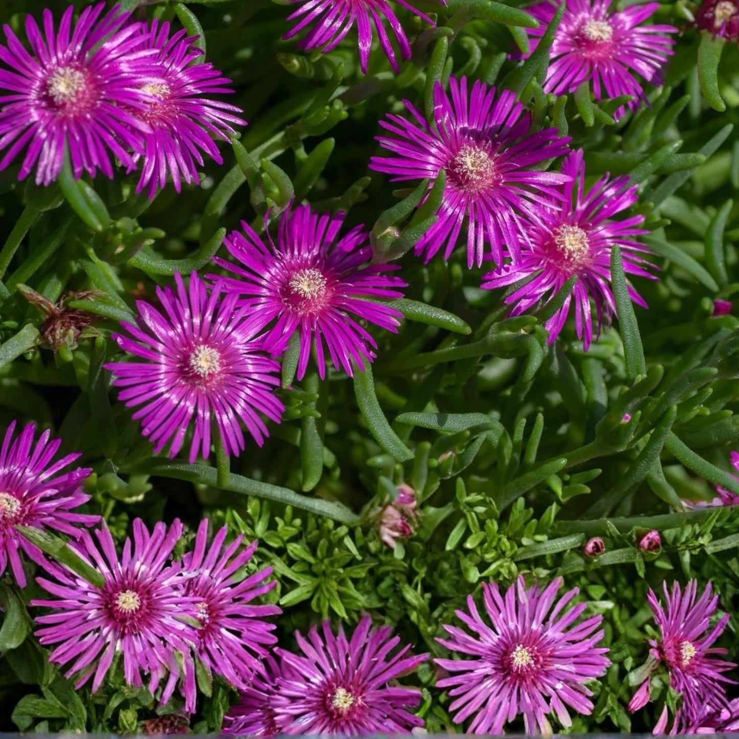 Fresh Cuttings Ice Plant, Purple Pink Ground Cover Succulents, 4-7" Each, Delosperma spp.