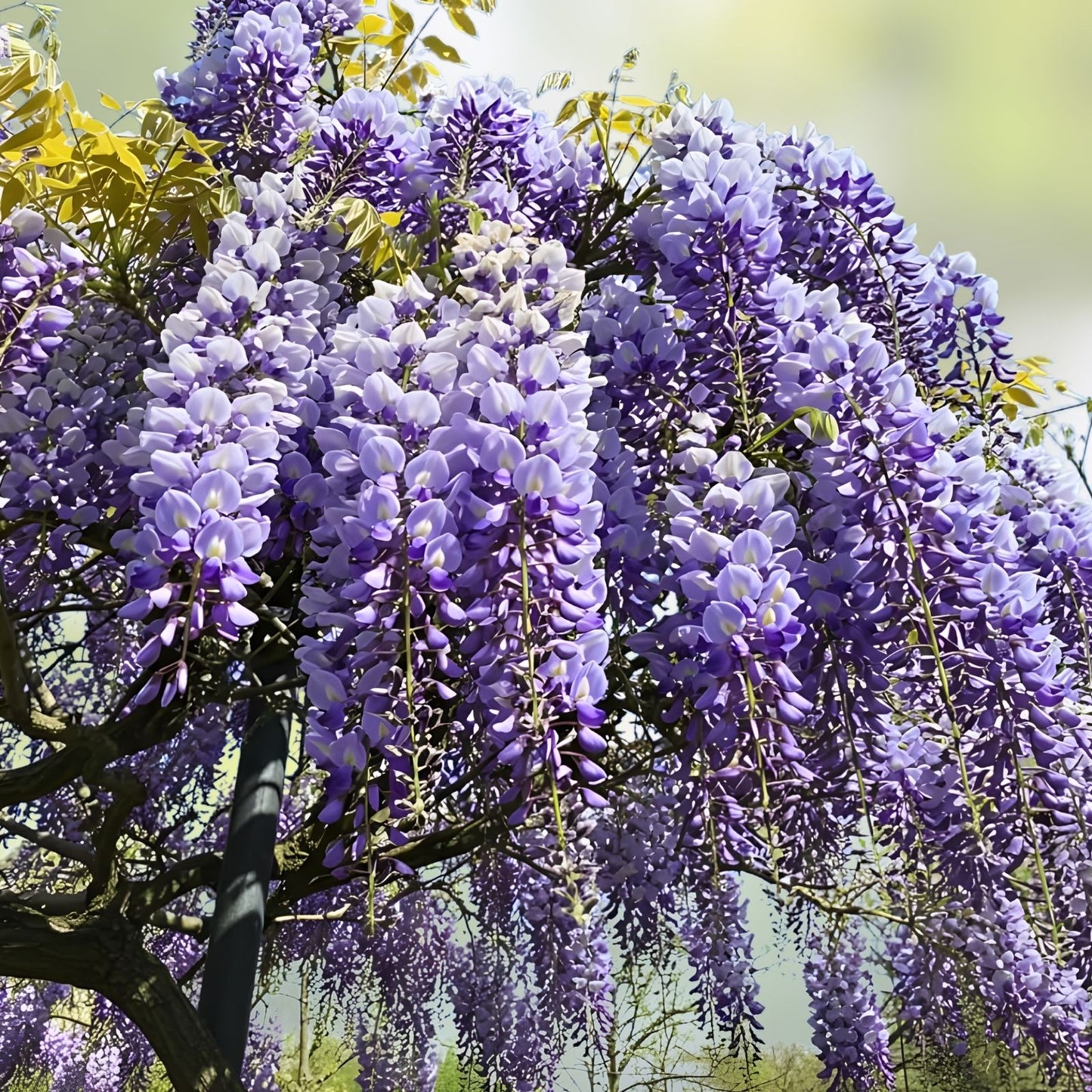 Exotic Chinese Wisteria Seeds - 10 Pack - Blooming Vine - Wisteria sinensis - Ornamental Garden Plant Seeds