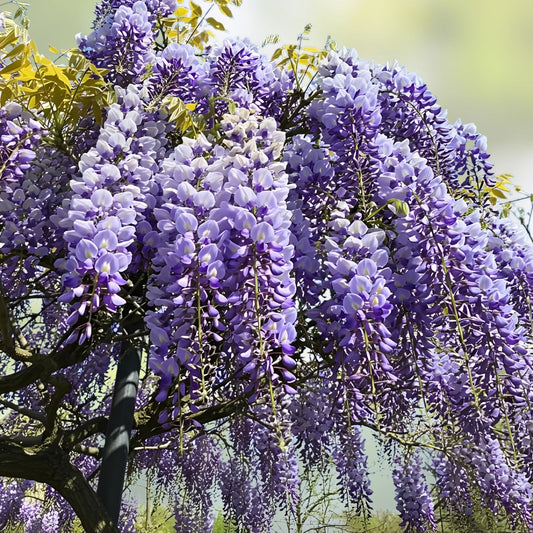 Exotic Chinese Wisteria Seeds - 10 Pack - Blooming Vine - Wisteria sinensis - Ornamental Garden Plant Seeds