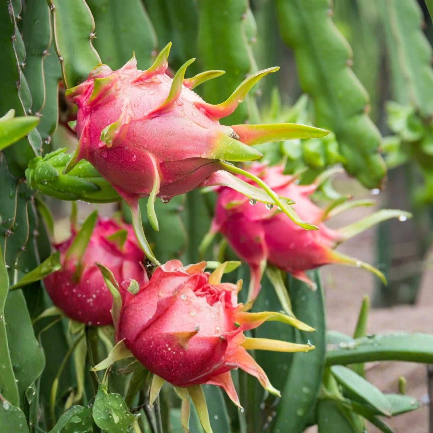Dragon Fruit Cuttings 8-14 Inches, Red Skin Variety, Hylocereus undatus, 4 Pack for Planting and Propagation