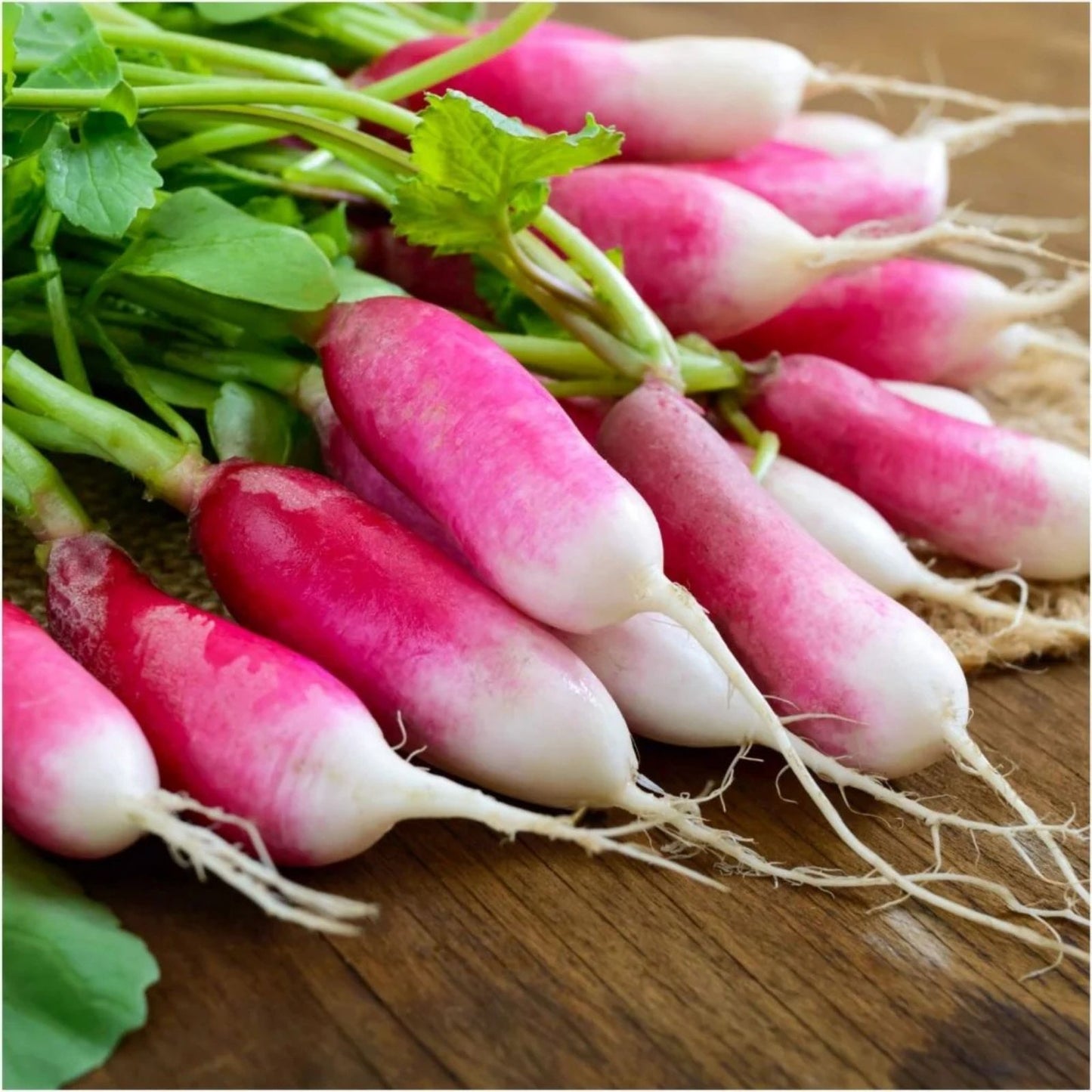 French Breakfast Radish Seeds 200 Pack, Heirloom Variety, Raphanus sativus, for Planting, Fresh Flavor, Easy Growth