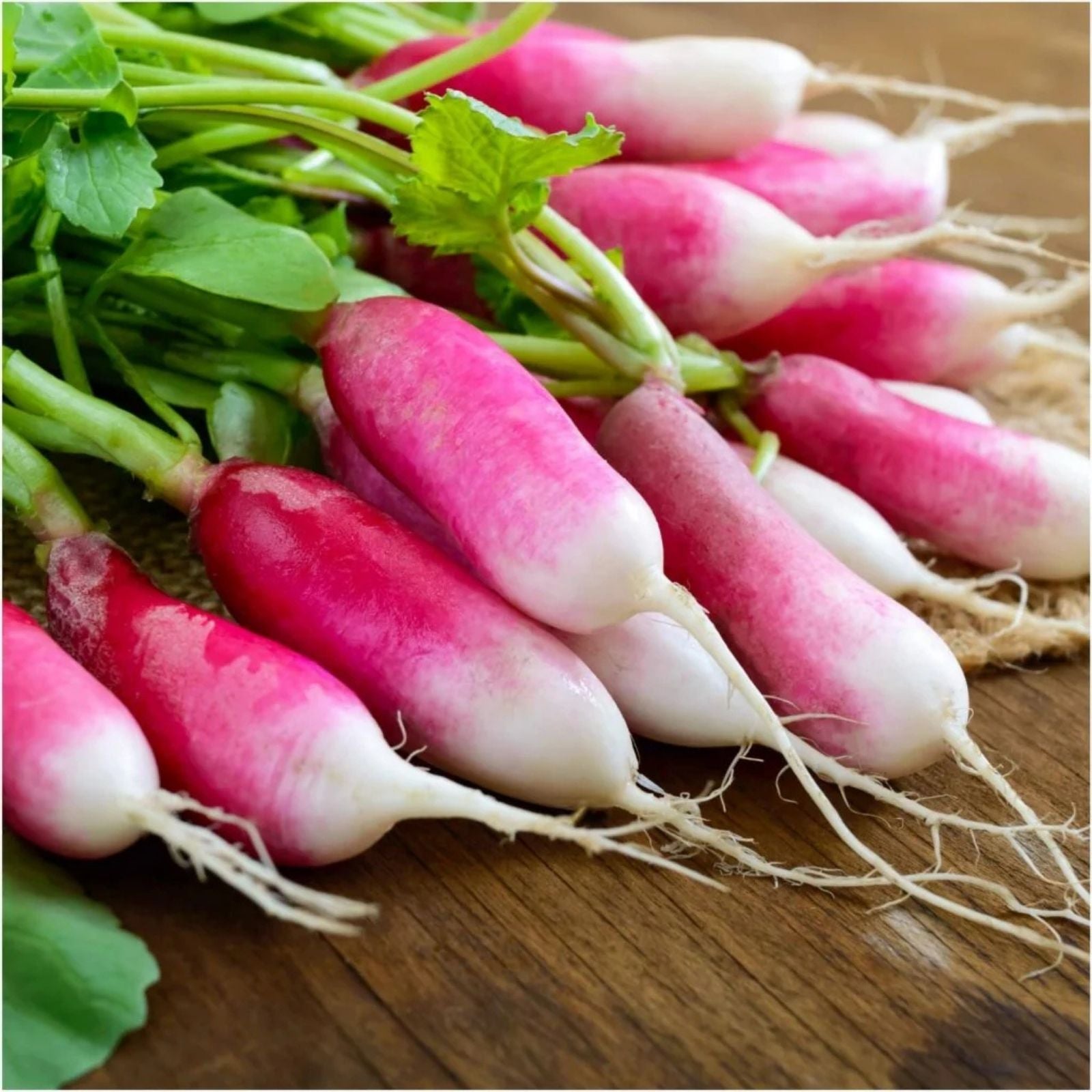 French Breakfast Radish Seeds 200 Pack, Heirloom Variety, Raphanus sativus, for Planting, Fresh Flavor, Easy Growth