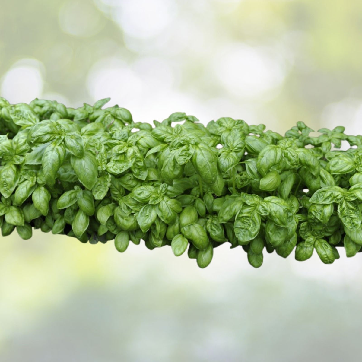 Genovese Basil Seeds | NON-GMO Heirloom | Fresh Culinary Herb | Ocimum basilicum