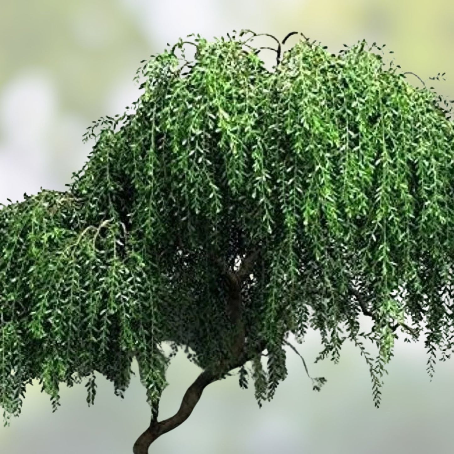 Black Willow Bonsai Tree, Thick Trunk, Live Indoor/Outdoor Plant, Salix nigra, Decorative Small Tree