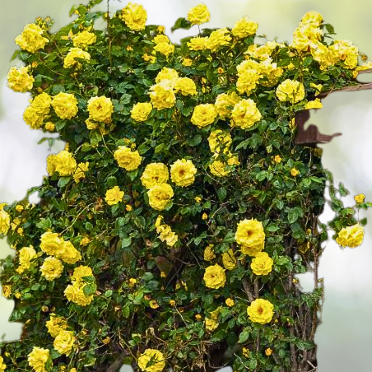 20pcs Yellow Climbing Rose Seeds - Rare Non-GMO Heirloom Variety - Rosa spp.