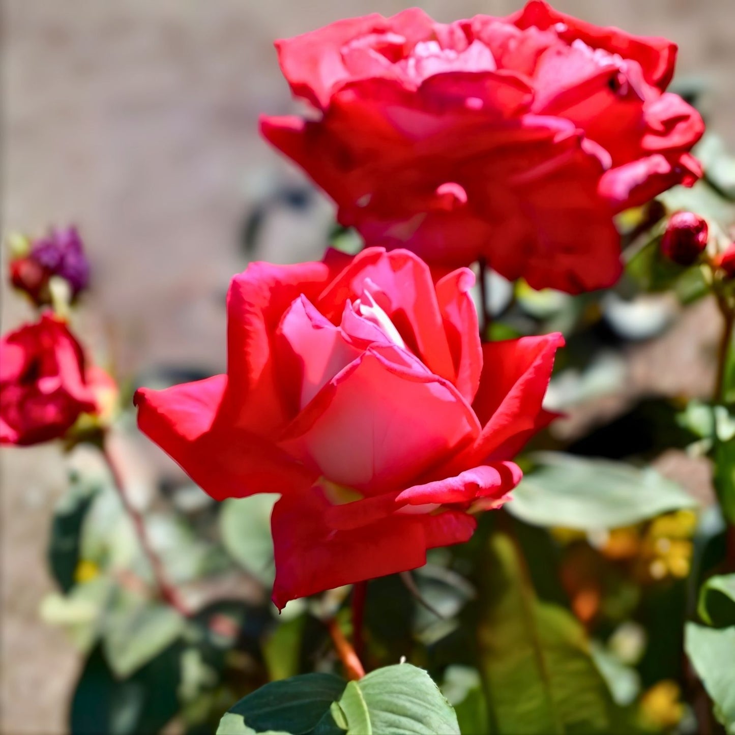 Red Grandiflora Rose Bush 1-2 ft 'Love' AARS 1980 Fragrant Silver & White Blooms