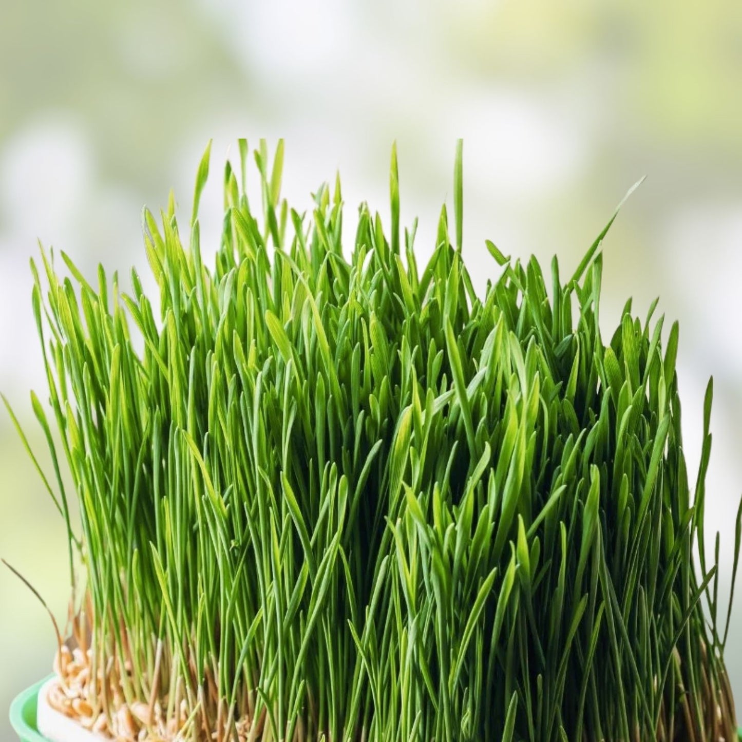 Wheatgrass Sprout Seeds 500 Count – Easy to Grow, Tasty, Delicious – Triticum aestivum Microgreen Seeds