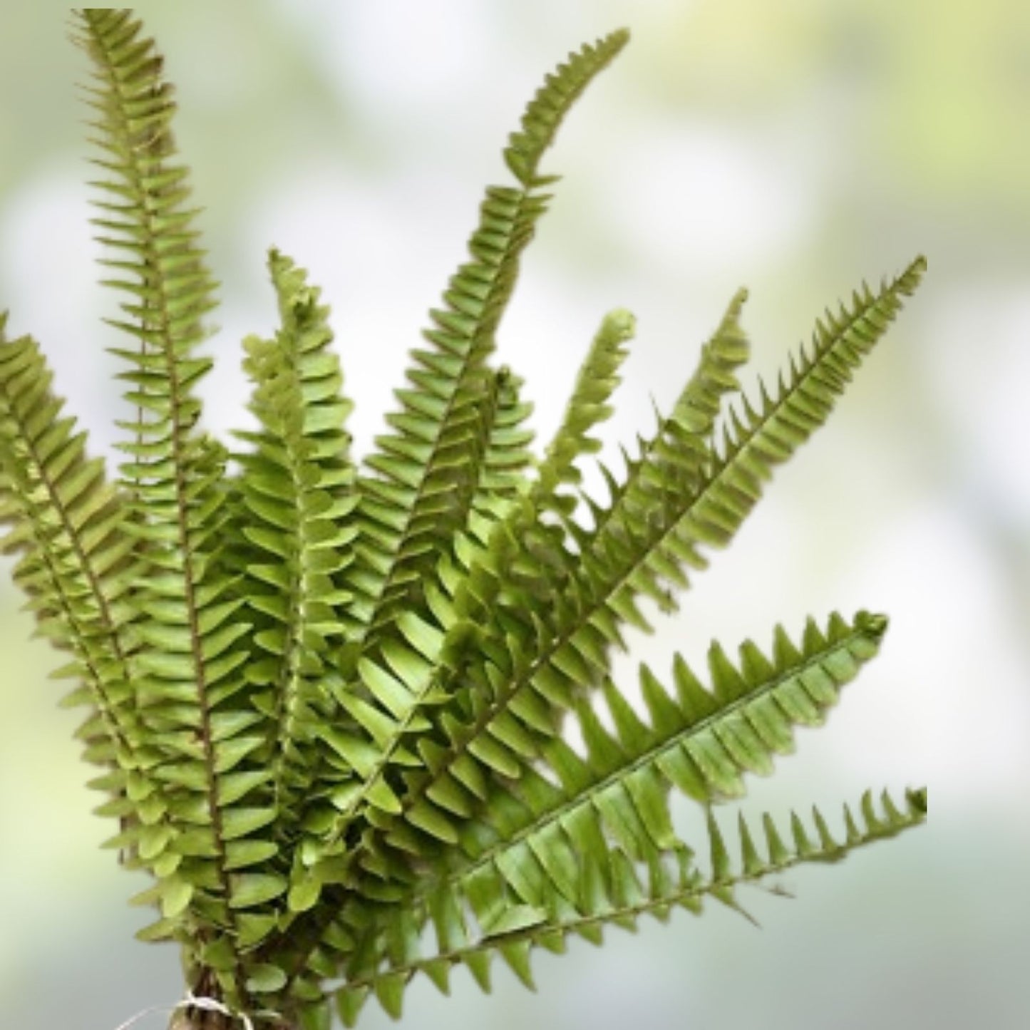 Rooted Ferns 20 Count Indoor Plants – Lush Green Varieties for Home Decor – Live Houseplants for Indoor Gardening