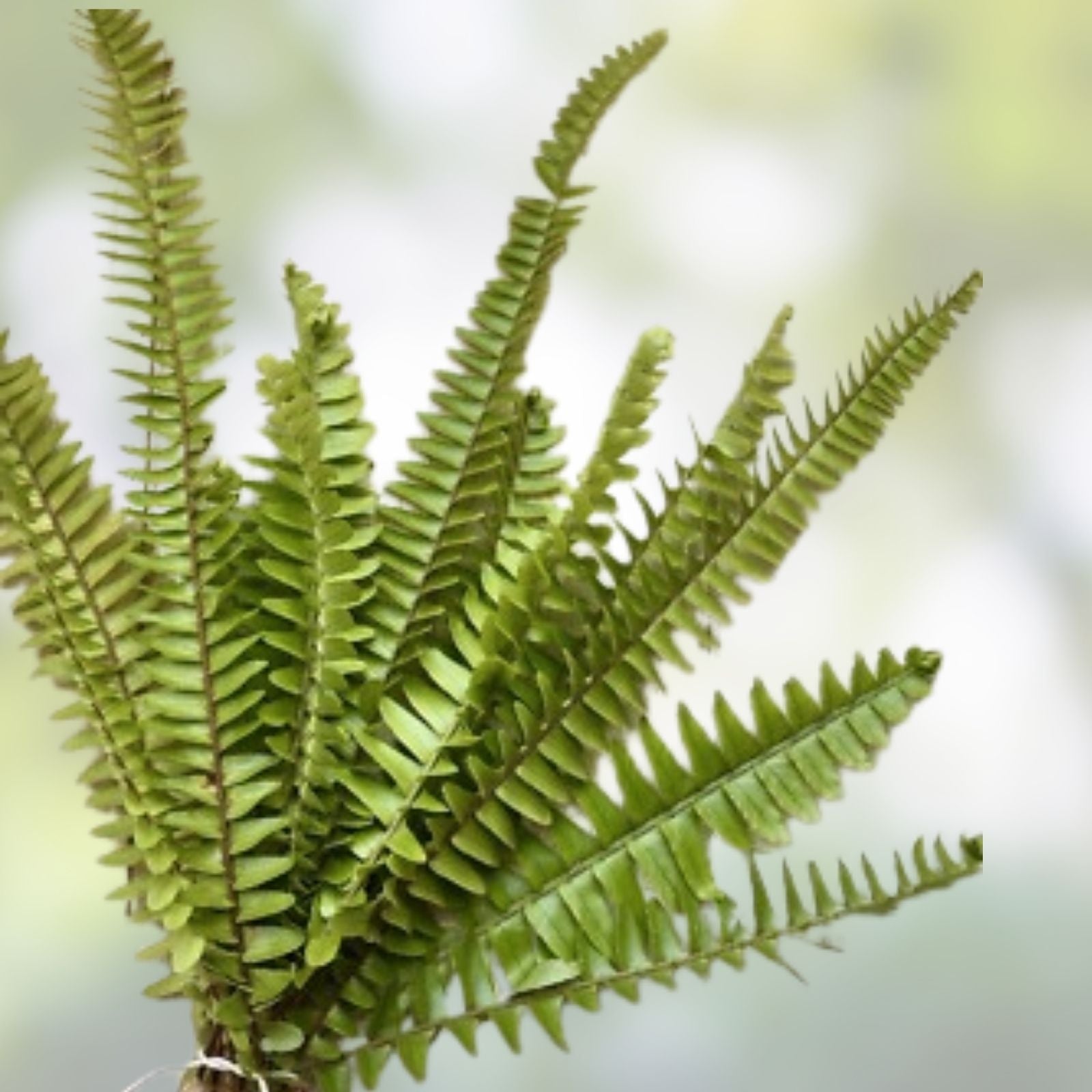 Rooted Ferns 20 Count Indoor Plants – Lush Green Varieties for Home Decor – Live Houseplants for Indoor Gardening