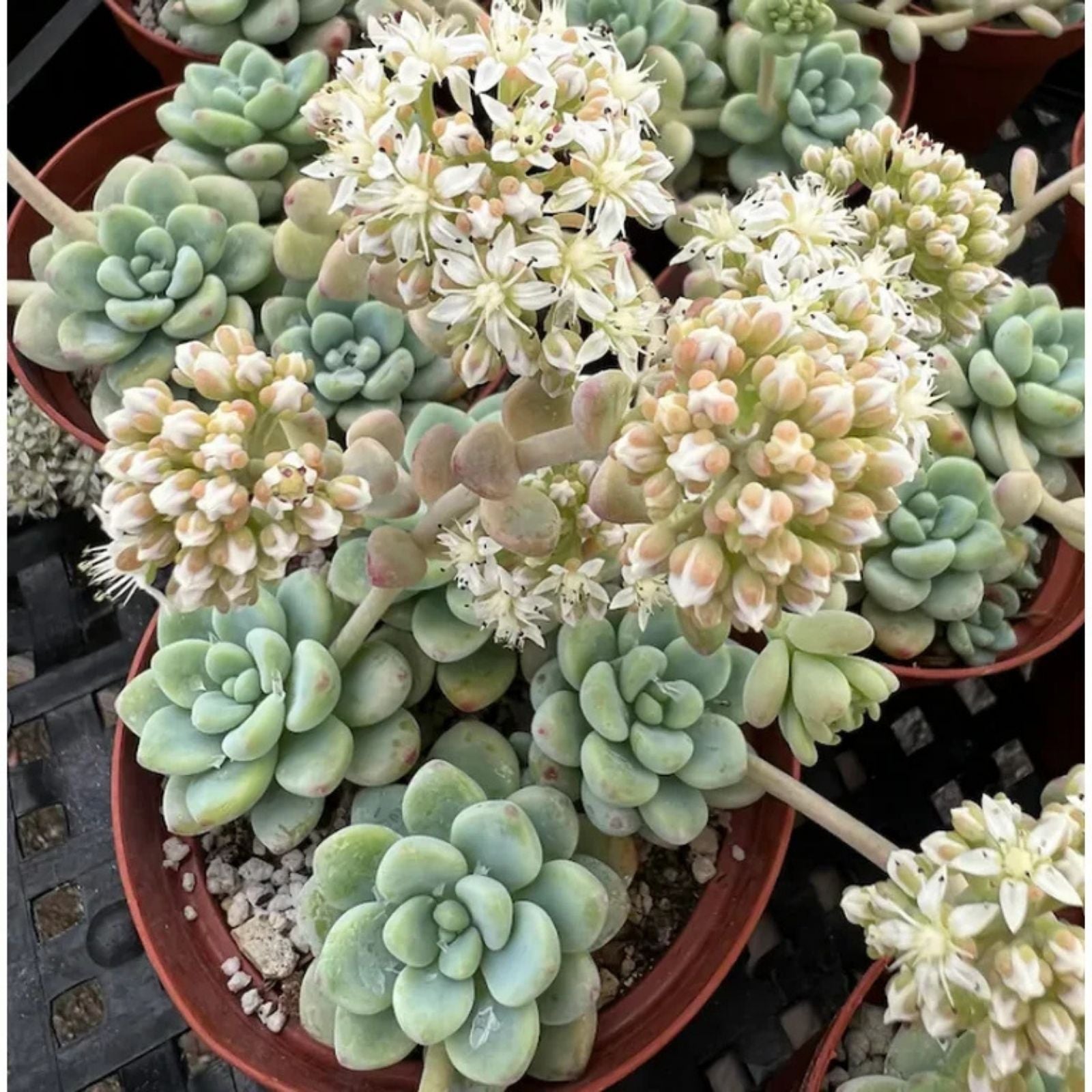 Live Sedum Clavatum Succulent Plant in 2" Pot - Fully Rooted Indoor Decor - Green Succulent Plant