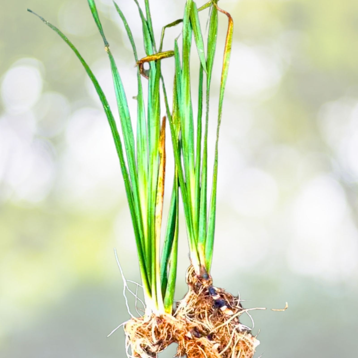 Sweet Flag Aquatic Plant - Variegated Marginal Starter Plant (Acorus calamus) for Ponds & Water Gardens