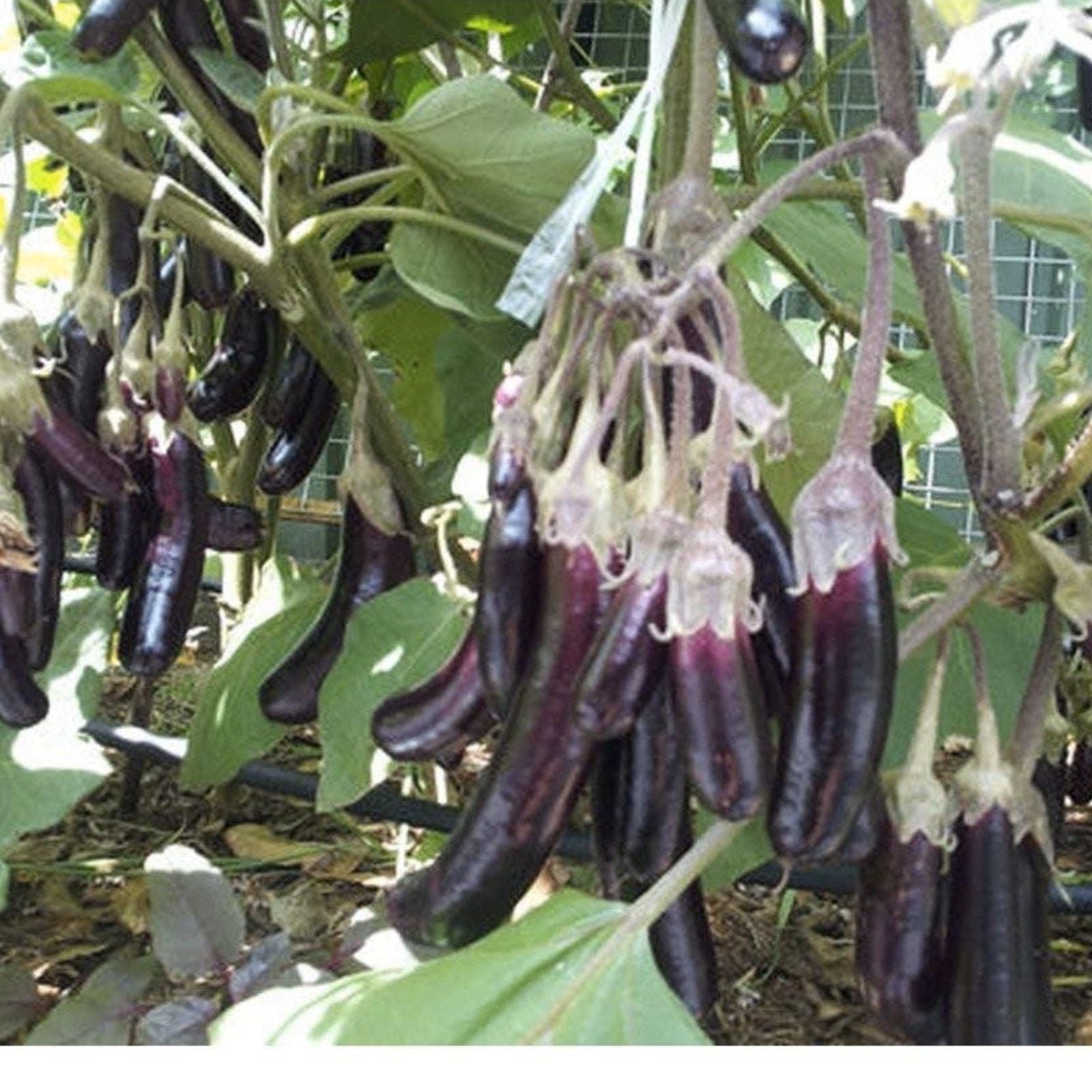 Mini Eggplant Seeds 25 Pack Little Fingers Asian Heirloom Non-GMO Vegetable Garden Solanum melongena