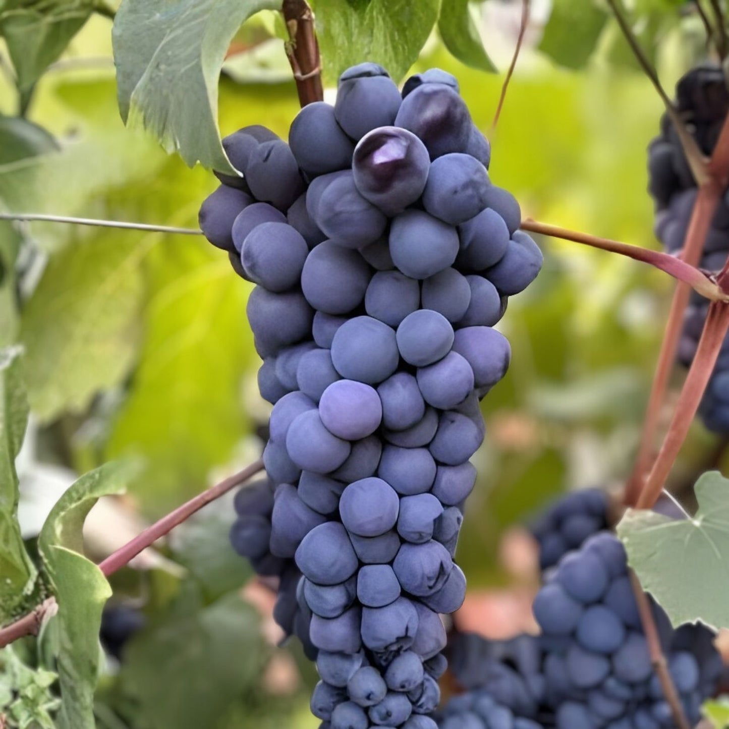 Thomcord Seedless Table Grape Cuttings - 5pcs Vitis labrusca US Seller