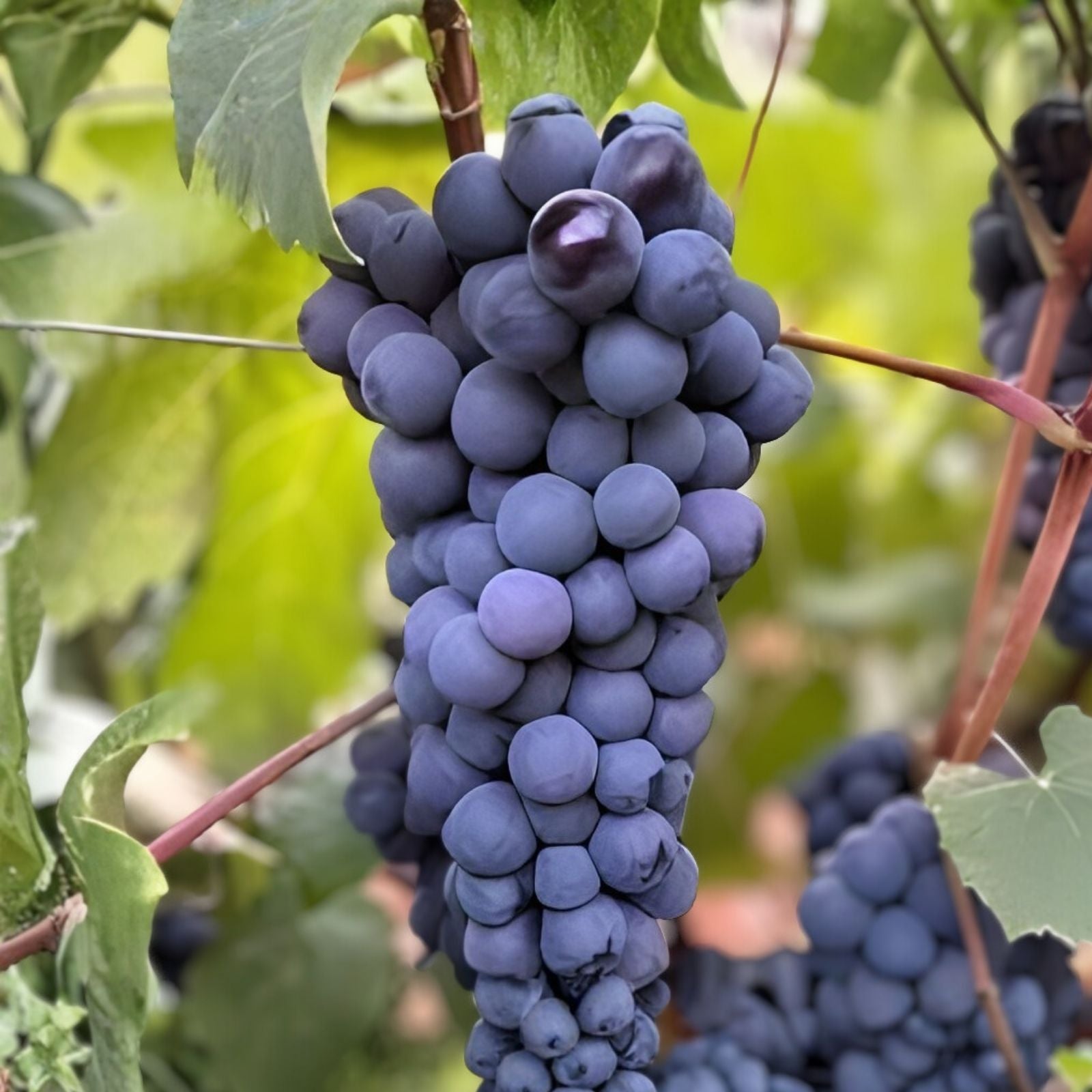 Thomcord Seedless Table Grape Cuttings - 5pcs Vitis labrusca US Seller