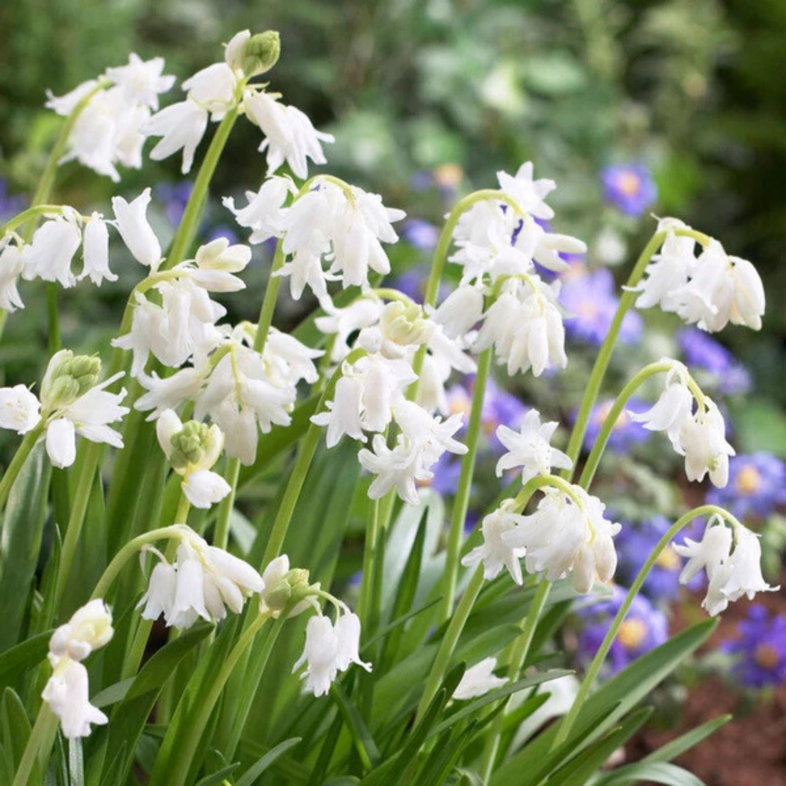 Spanish Whitebells Bulbs 10 Pack - Ornithogalum thyrsoides Spring Flowering Perennials for Garden Planting