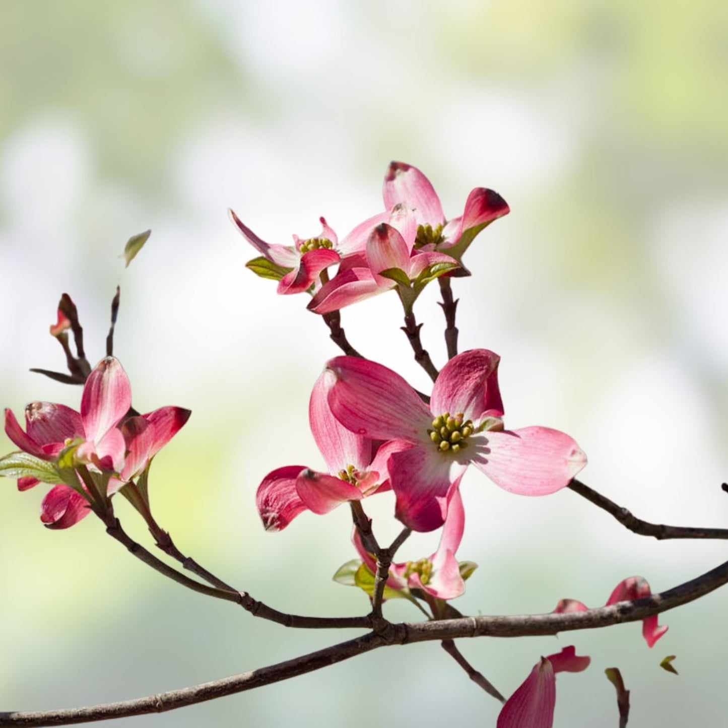 Flowering Dogwood Tree Set of 2 Bare Root 12-18 Inches Cornus florida for Zones 5-9
