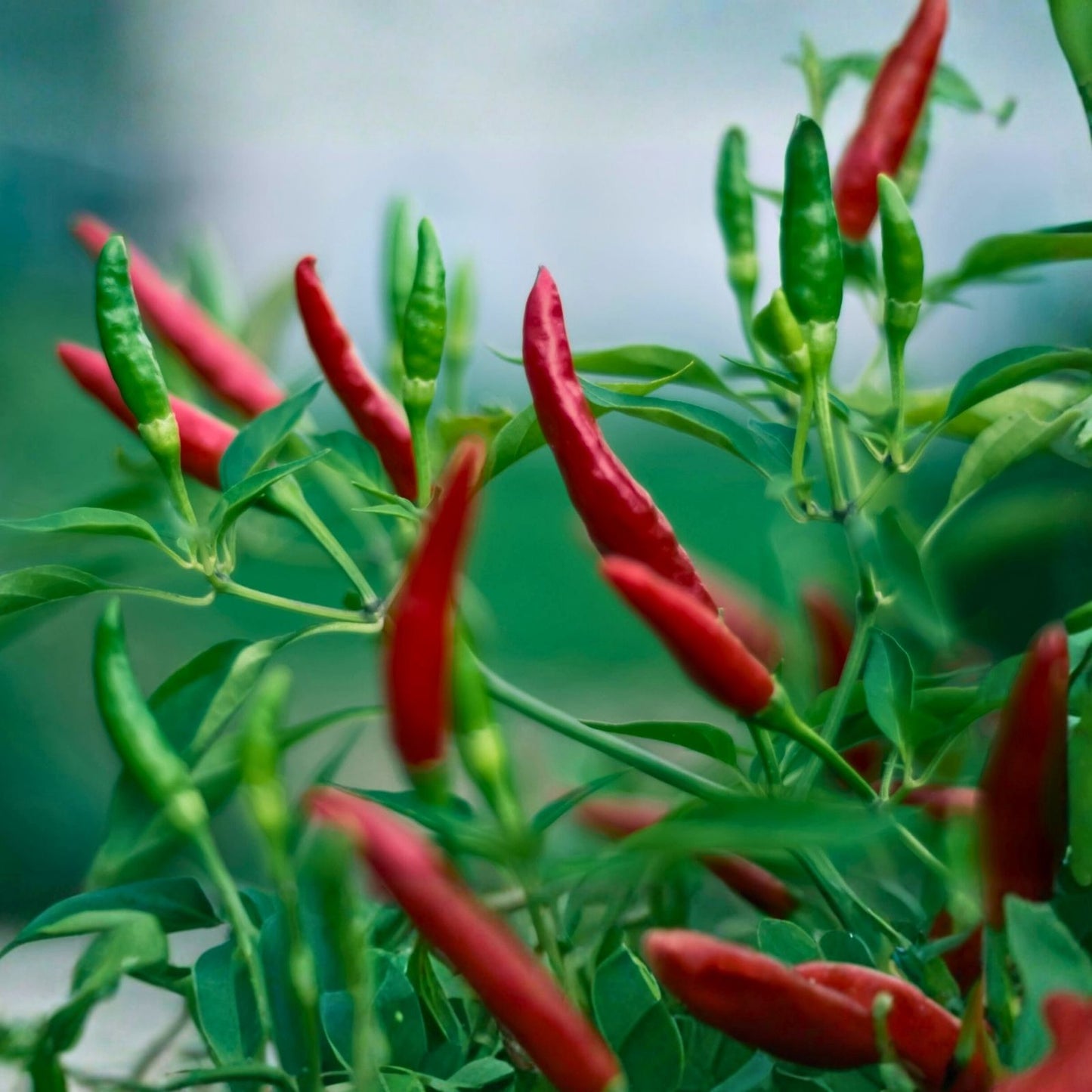 Thai Hot Pepper Seeds, Heirloom Non-GMO, 100+ Seeds, Capsicum annuum, Spicy Culinary Pepper for Gardening