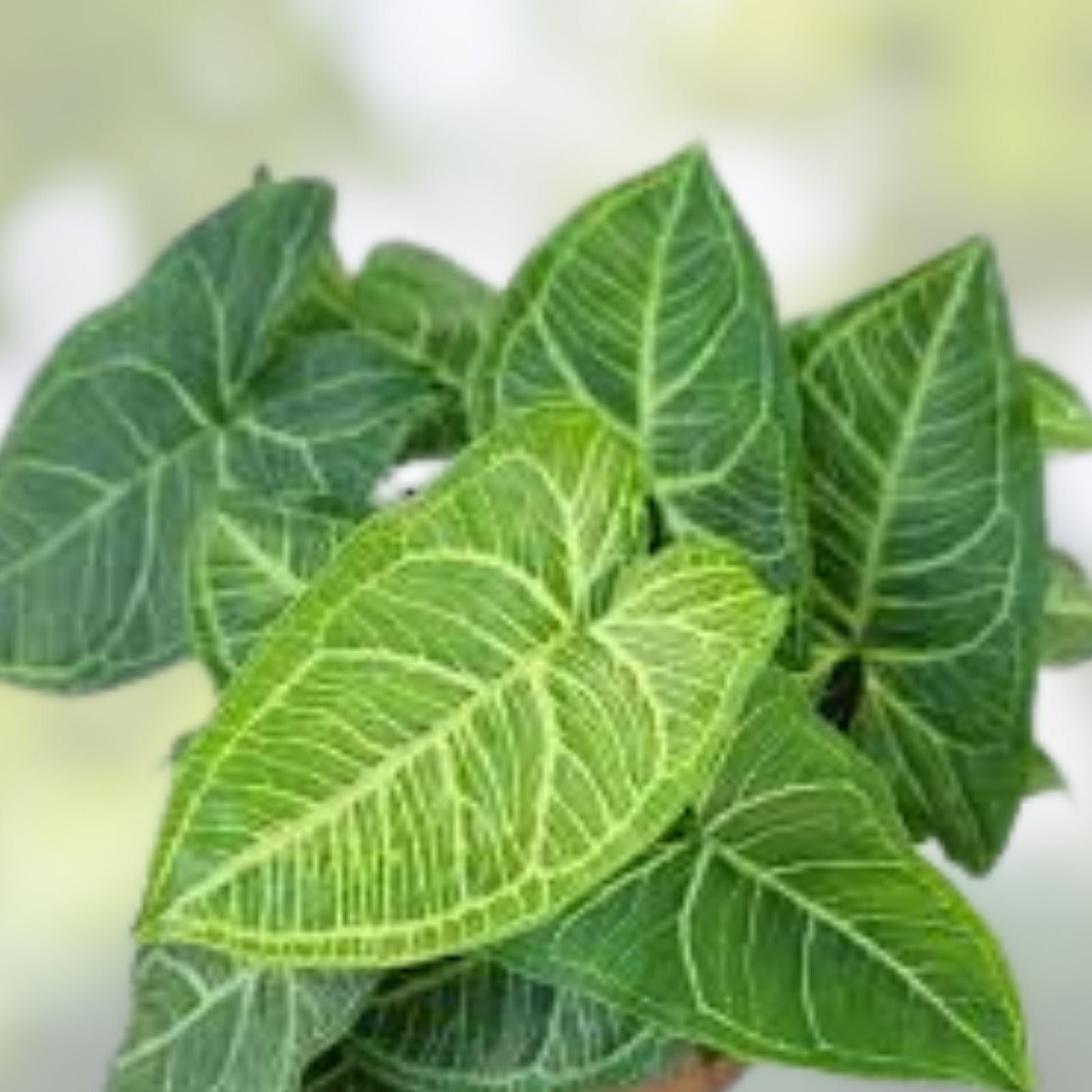 Syngonium Batik Houseplant - Potted Rooted Variety - Green and Cream Variegation - Syngonium podophyllum