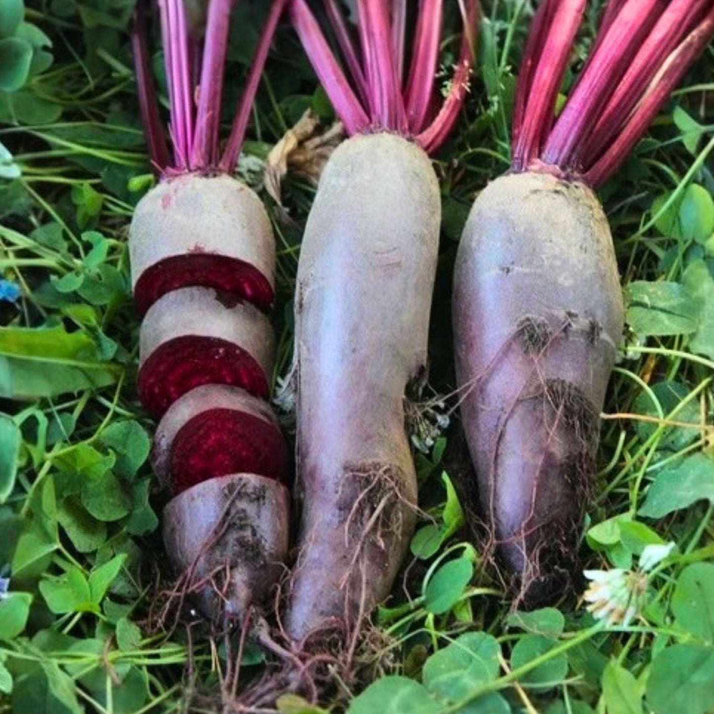 Heirloom Zucchini Seeds - Black Beauty Variety - Non-GMO Vegetable Garden Seeds - 500 Seeds