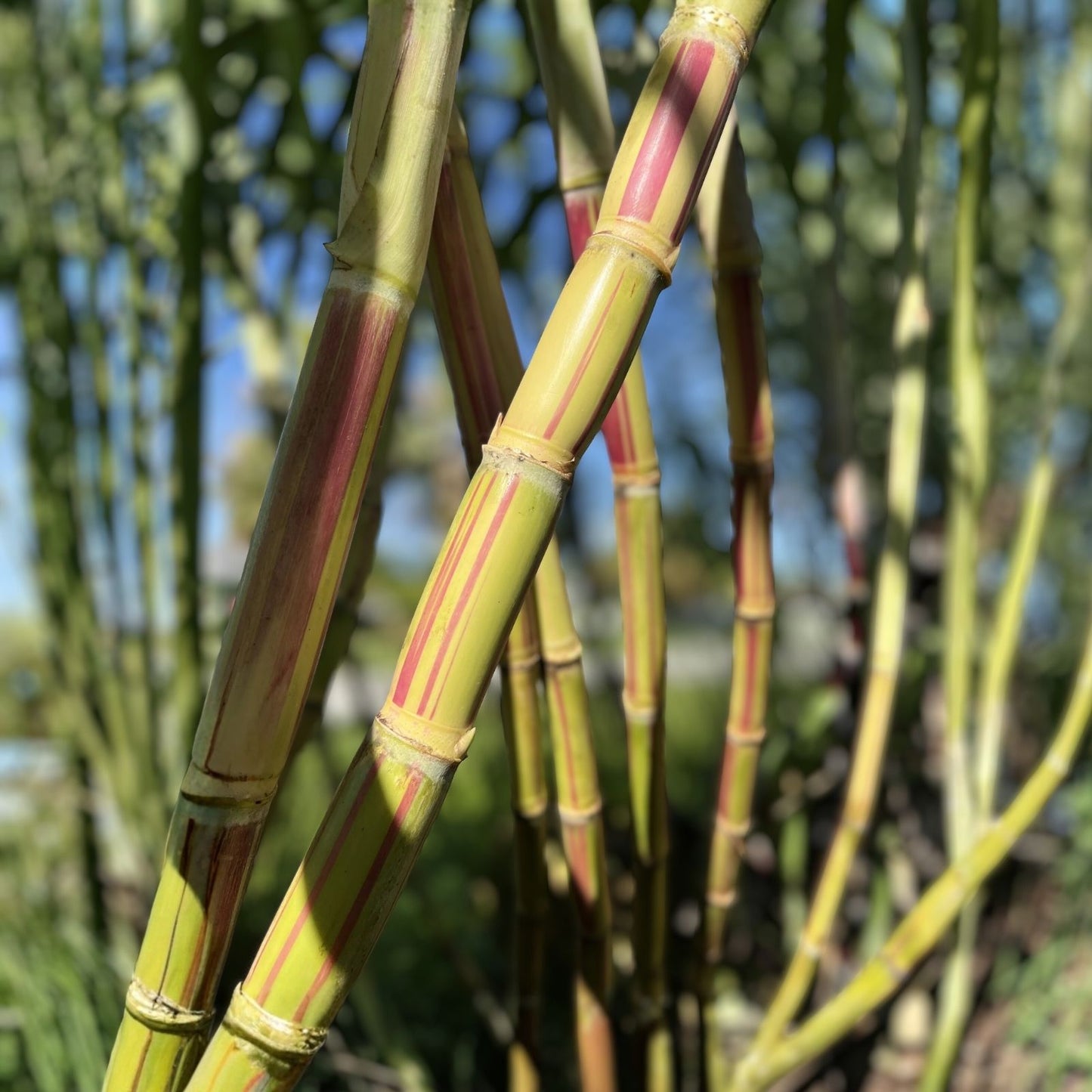 Rare Jamaican Variegated Sugarcane Cutting – Striped Saccharum spontaneum with 2 Nodes, Unique Variegation, Live Plant for Gardening