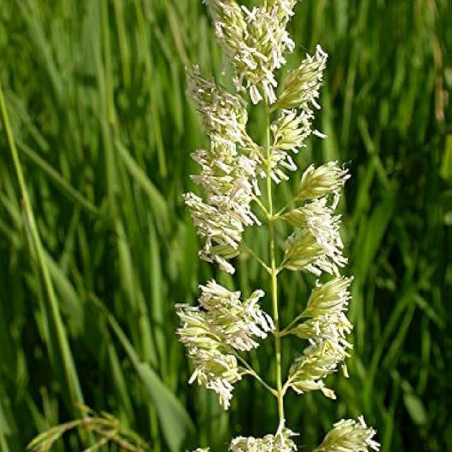 Reed Canary Grass Seeds 1,000 Count - Ornamental Grass for Landscaping - Phalaris arundinacea