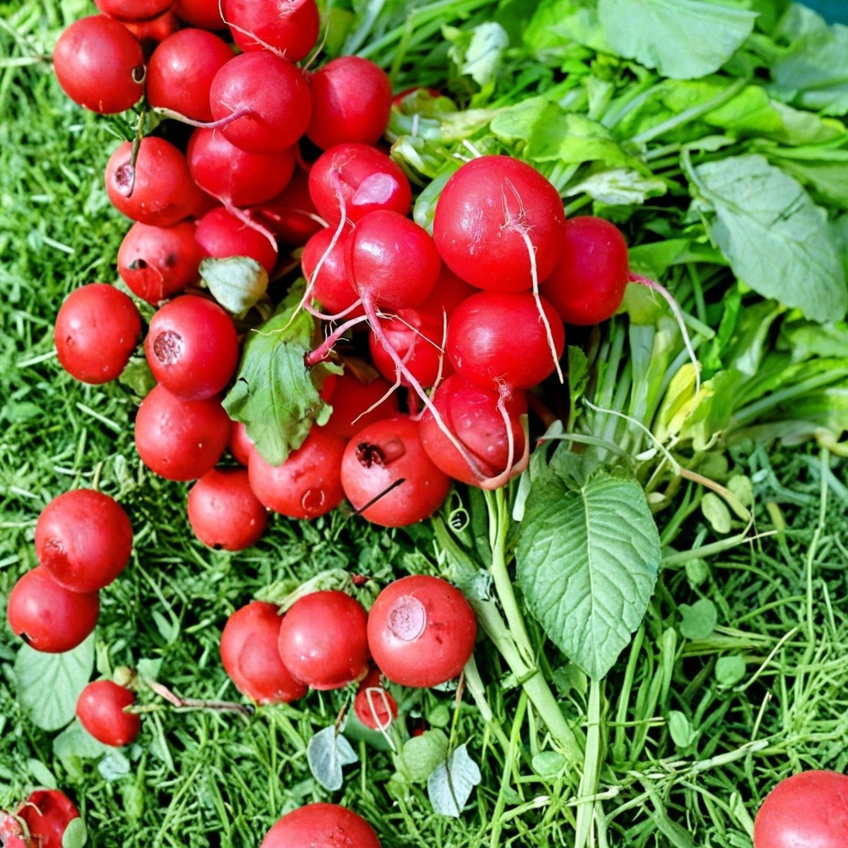 Heirloom Radish Seeds 1000+ Non-GMO Cherry Belle Red Radish Seeds for Home Gardening, Organic Vegetable Seeds